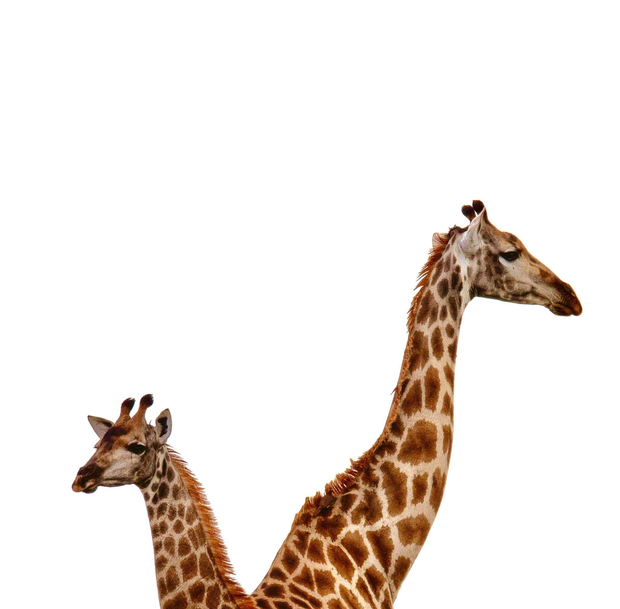 Sigma 18-250mm F3.5-6.3 DC OS HSM sample photo. Seen a giraffe? ✅ photography