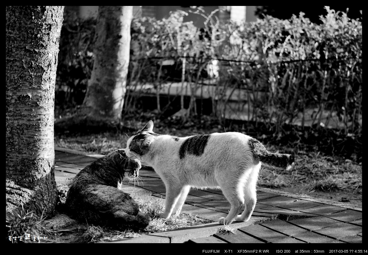 Fujifilm X-T1 + Fujifilm XF 35mm F2 R WR sample photo. Love of street cat photography