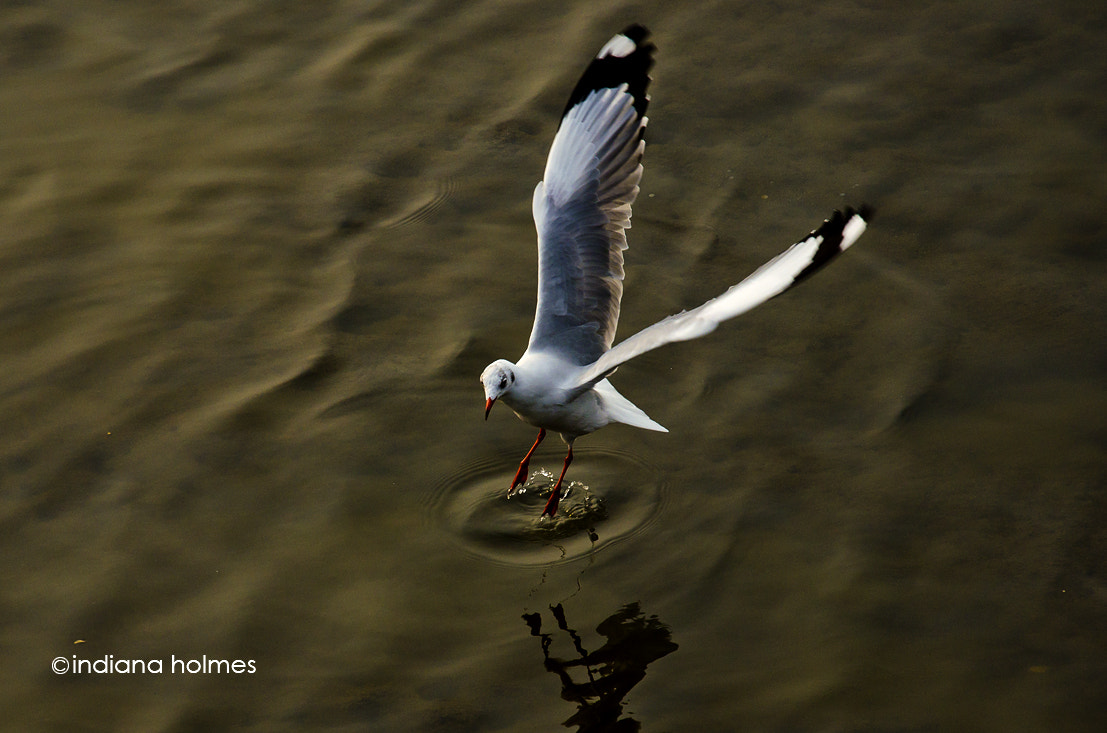 Nikon AF-Nikkor 80-200mm F2.8D ED sample photo. The seagull has landed. photography