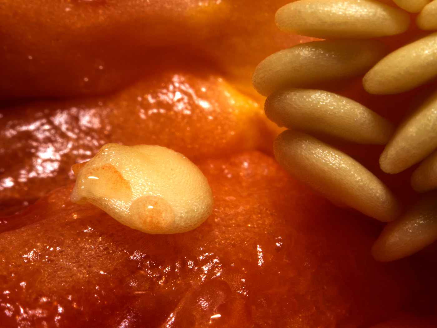 Canon EF-S 55-250mm F4-5.6 IS sample photo. Red pepper seeds photography