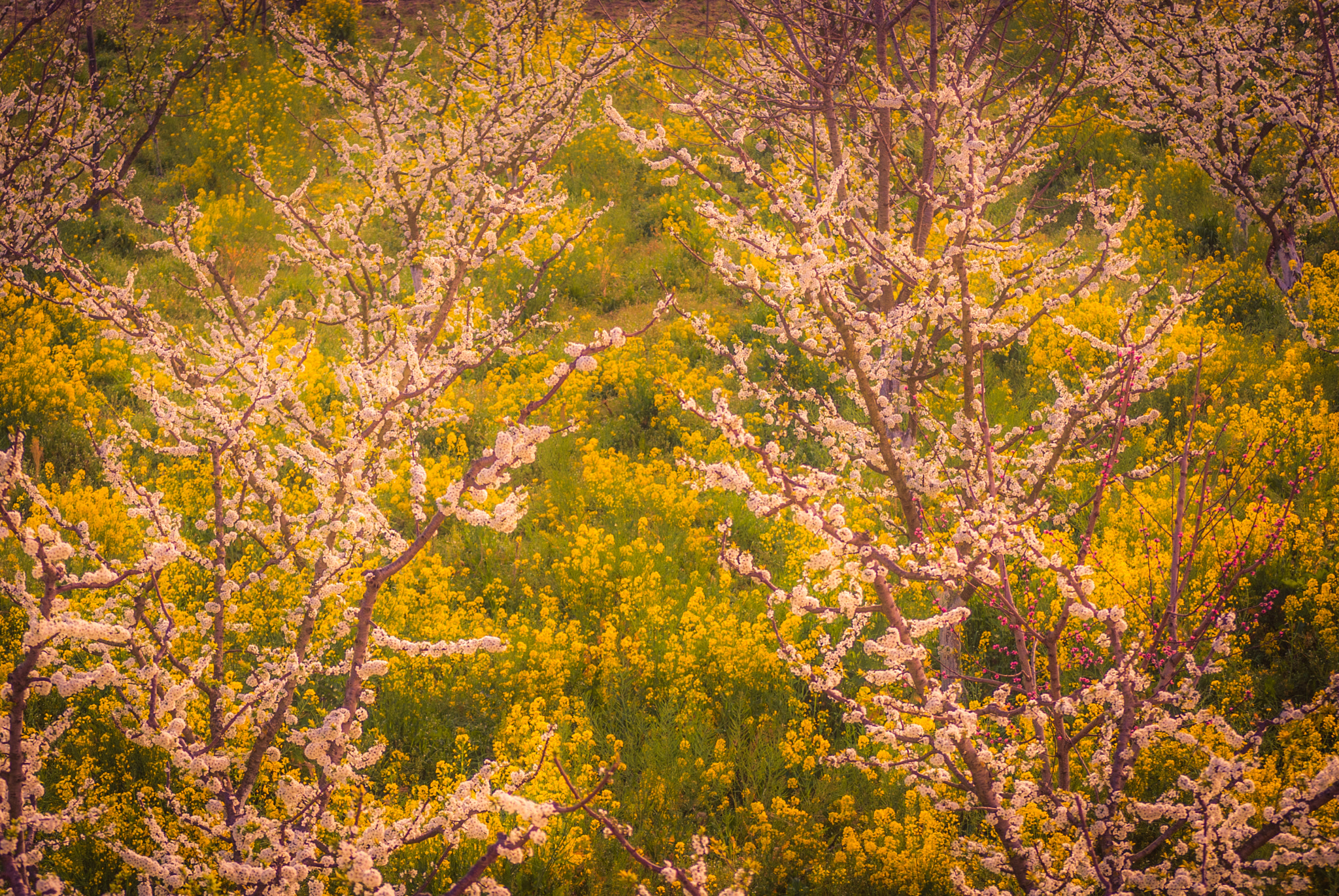 Nikon D40X sample photo. It's spring! photography