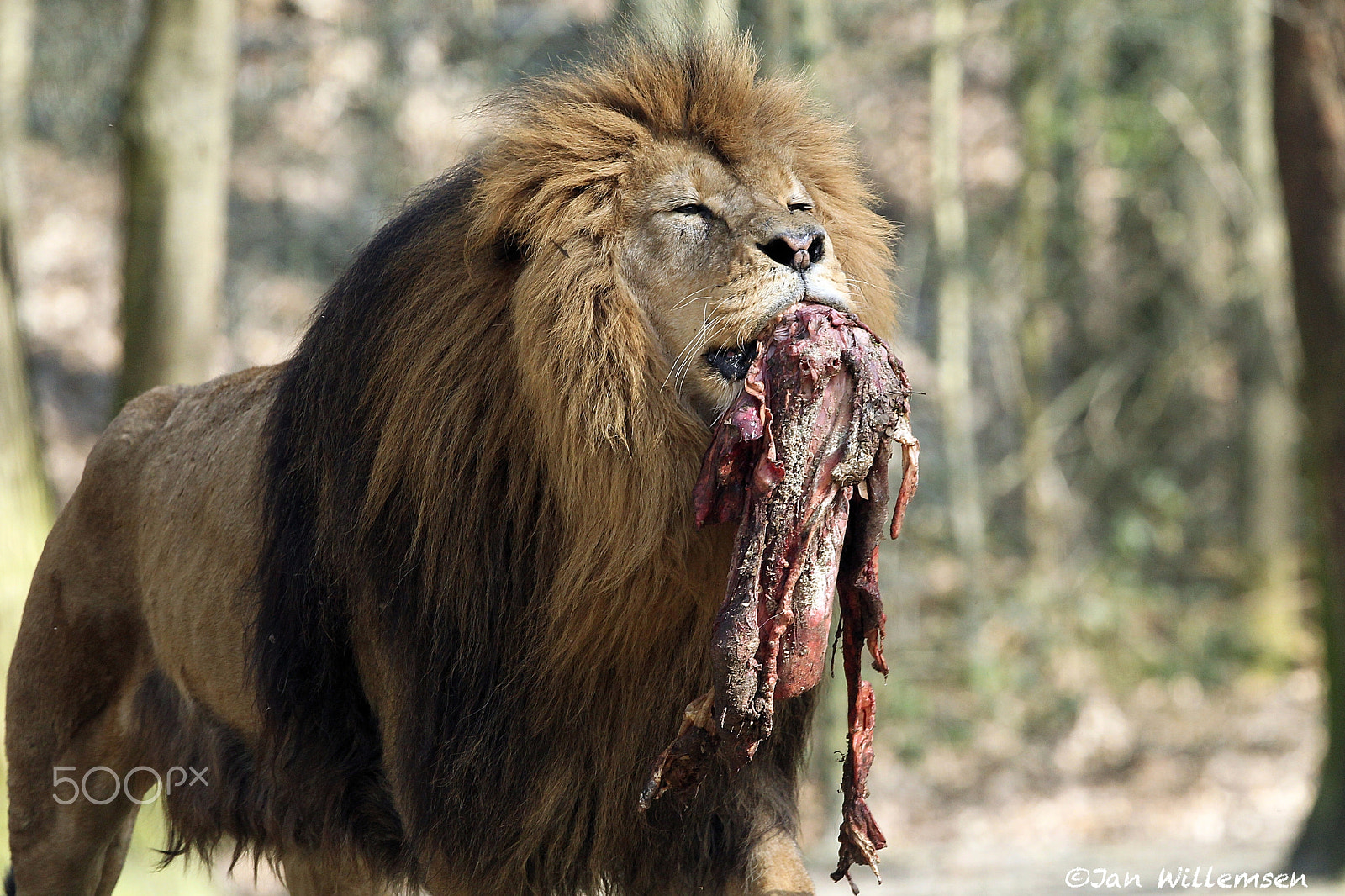Canon EF 300mm F2.8L IS II USM sample photo. Afr. lion photography