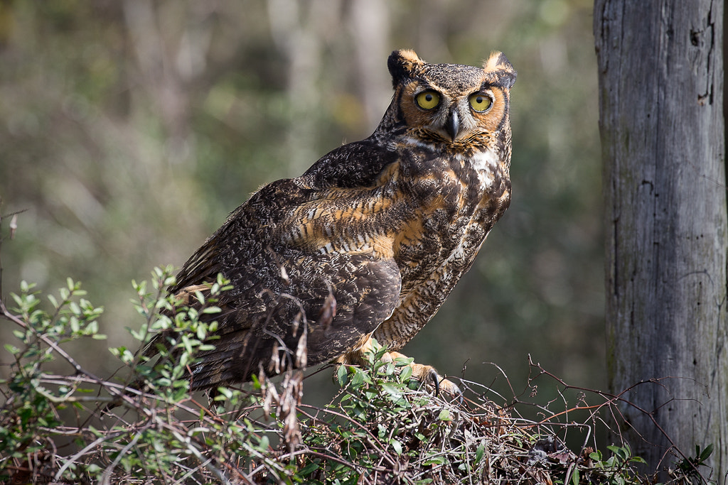 Canon EOS-1D X sample photo. Great horned owl photography
