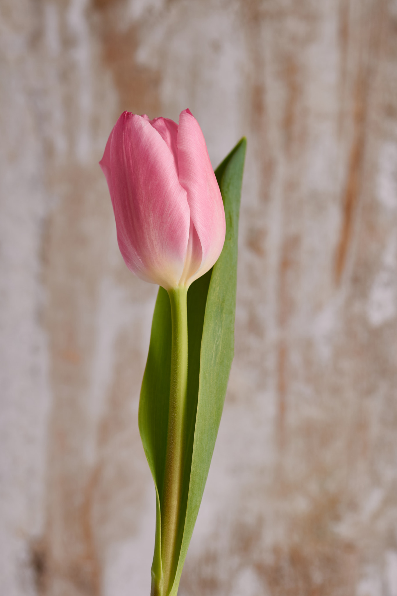 Sigma 105mm F2.8 EX DG OS HSM sample photo. Tulip photography