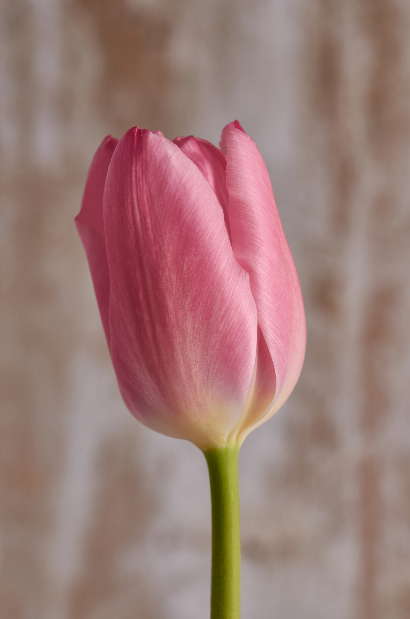 Sigma 105mm F2.8 EX DG OS HSM sample photo. Tulip photography
