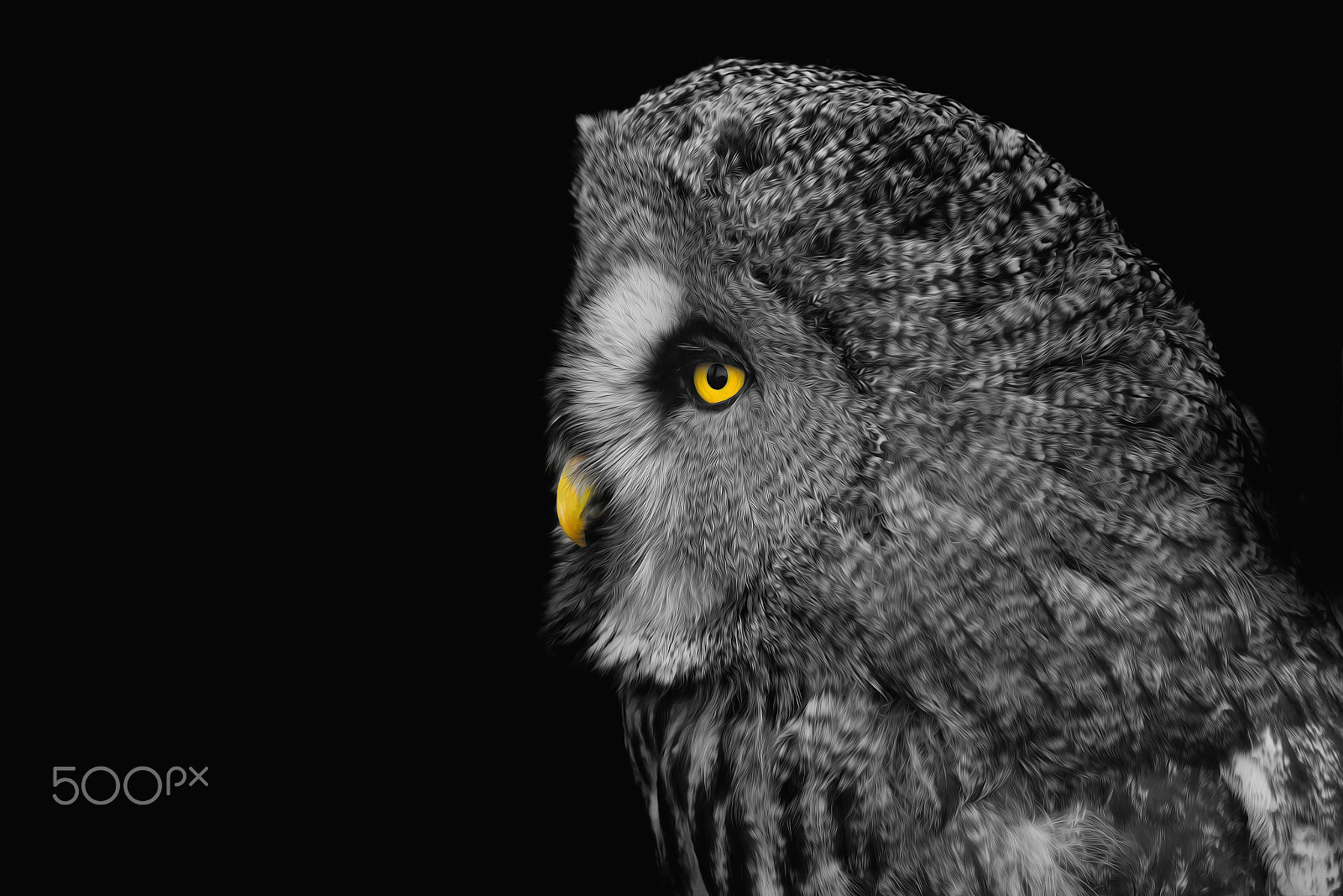 Sigma 150-600mm F5-6.3 DG OS HSM | S sample photo. Wol photography