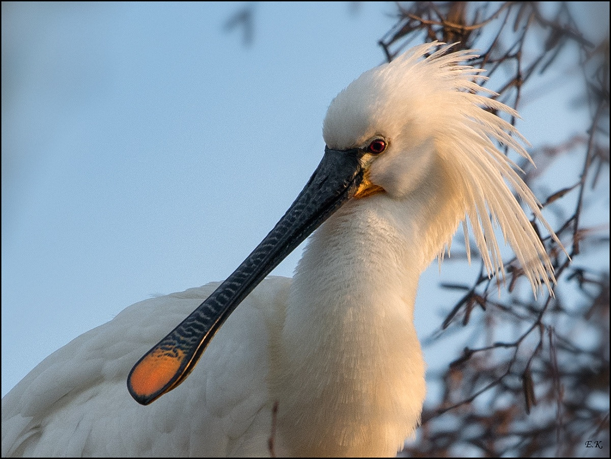 Nikon Nikkor AF-S 300mm F4E PF ED VR sample photo. Spoonbill in evening light photography