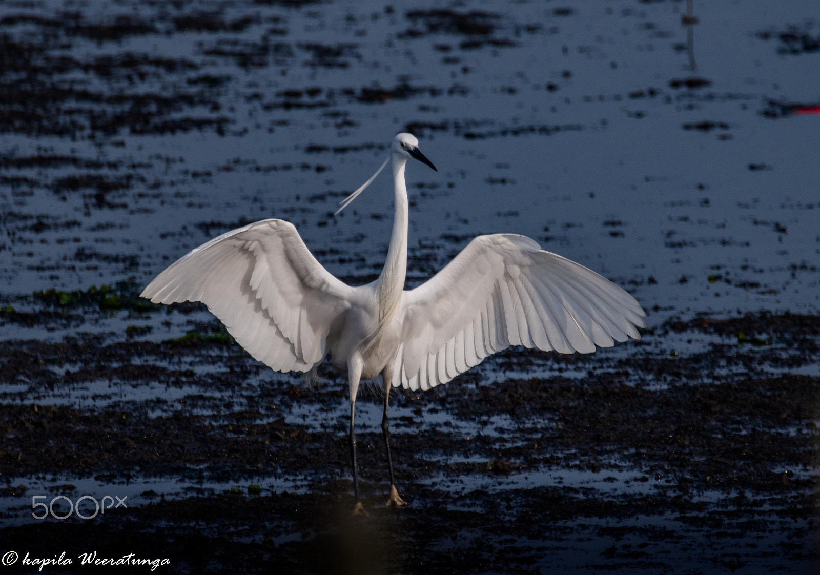 Nikon D500 + Sigma 150-600mm F5-6.3 DG OS HSM | S sample photo. Egret photography