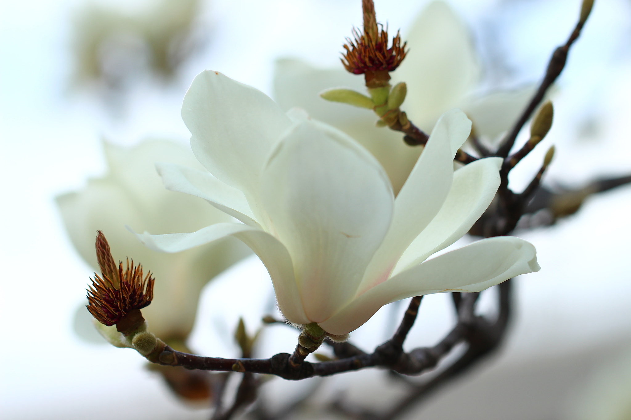 Canon EOS 700D (EOS Rebel T5i / EOS Kiss X7i) sample photo. Magnolia 2 photography