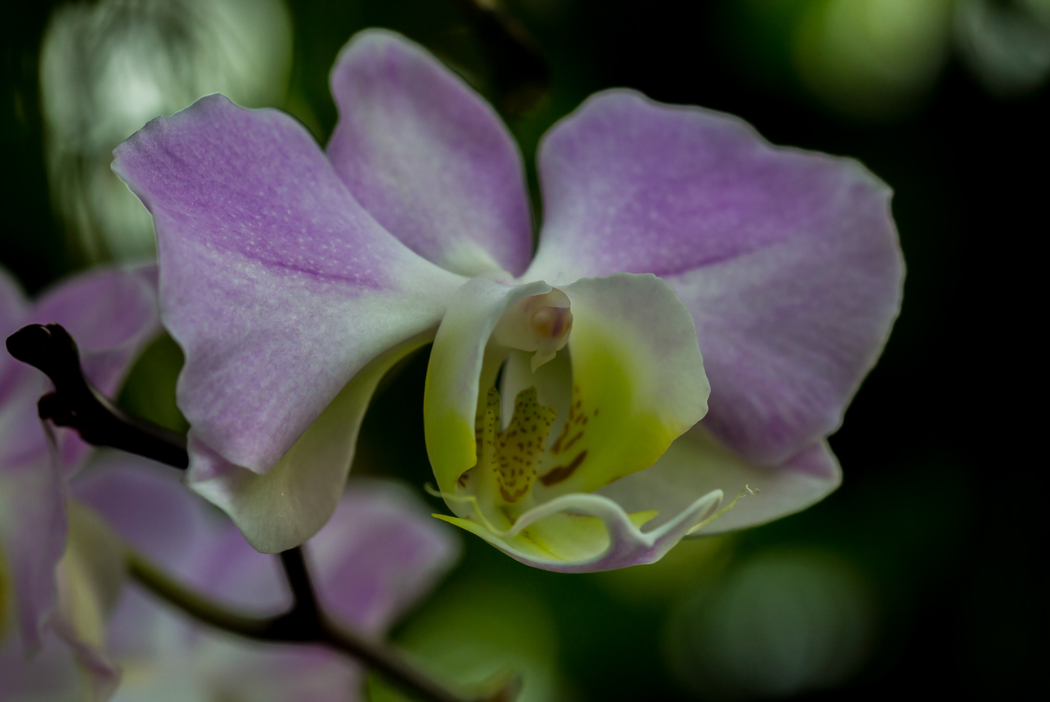 Canon EOS 700D (EOS Rebel T5i / EOS Kiss X7i) sample photo. Orchidee (phalaenopsis sanderiana) photography