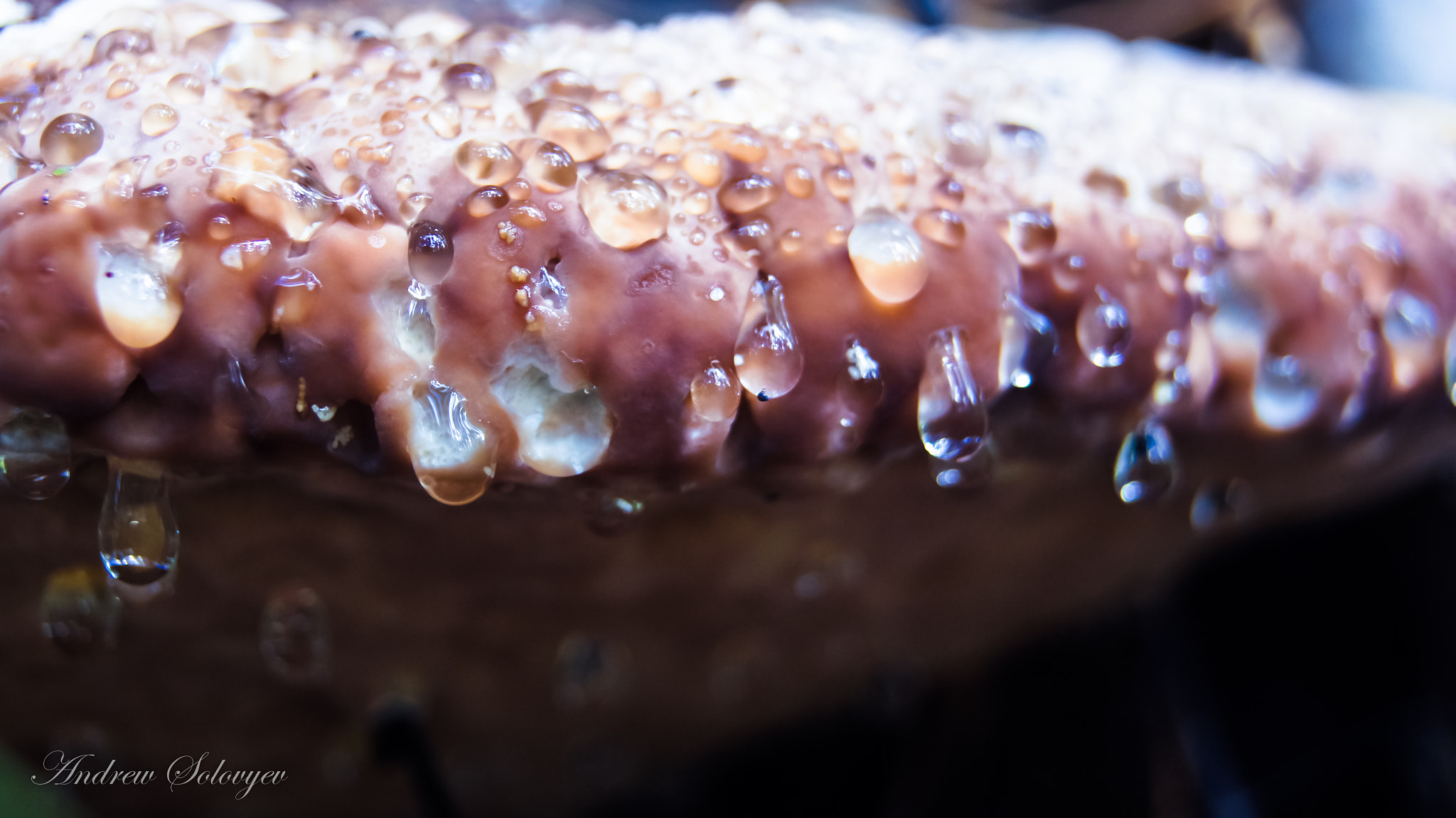 Sony SLT-A55 (SLT-A55V) sample photo. Wooden mushroom photography