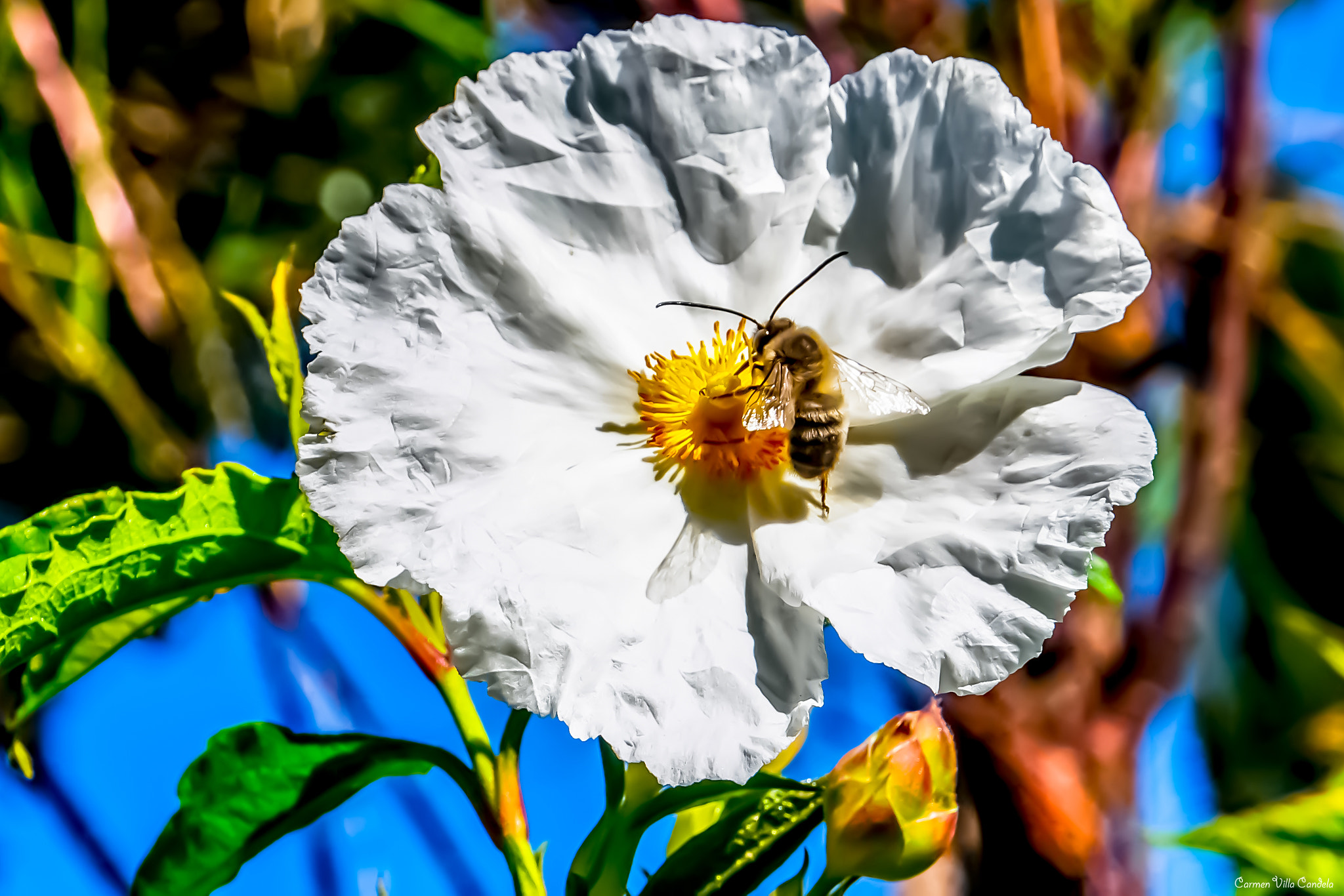 Samsung NX500 + Samsung NX 16-50mm F3.5-5.6 Power Zoom ED OIS sample photo. Maya photography