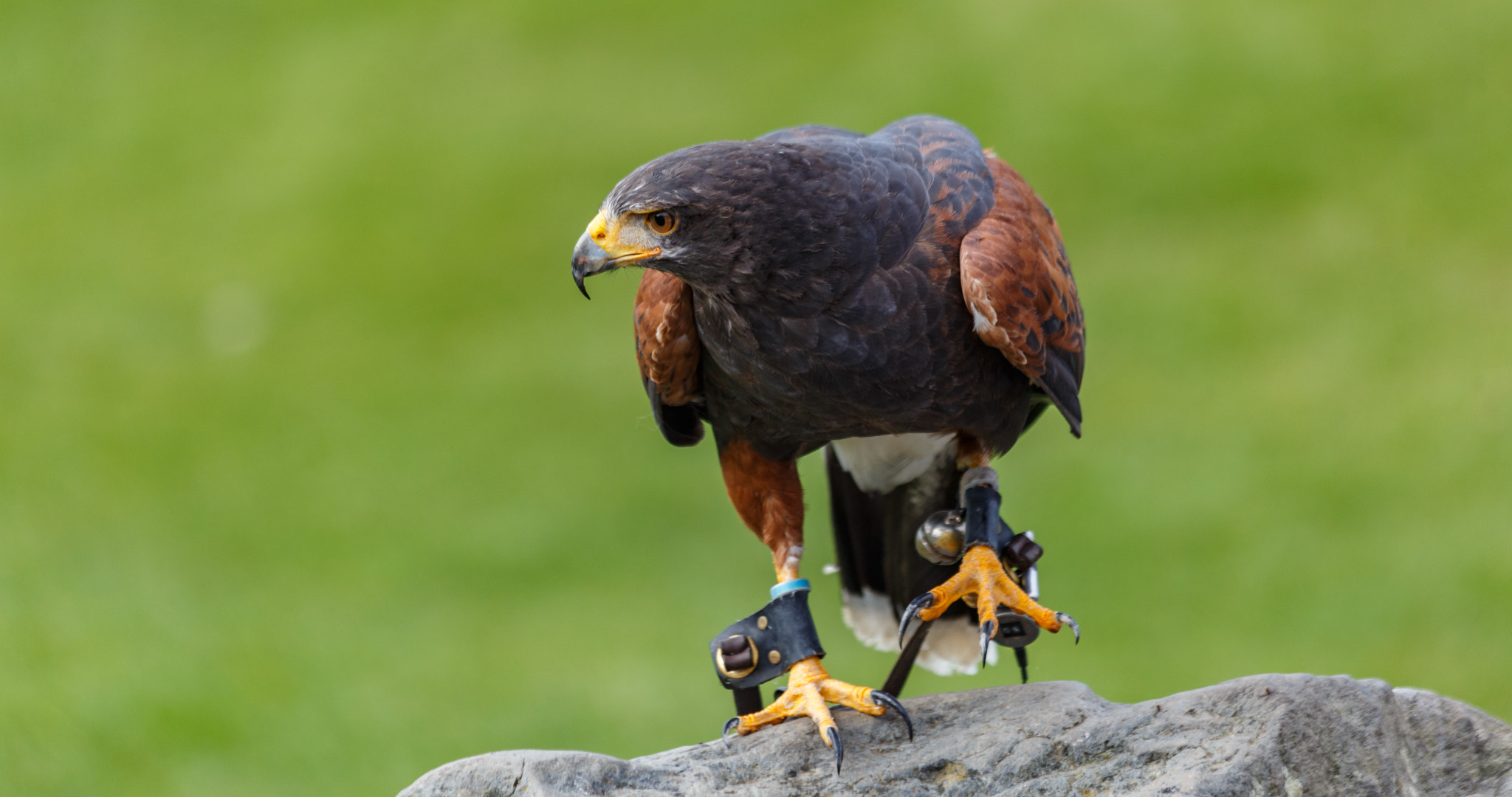 Canon EF 70-300mm F4-5.6 IS USM sample photo. 2016-10-08 - iesw2016 - welsh mountain zoo - harris hawk 006 photography