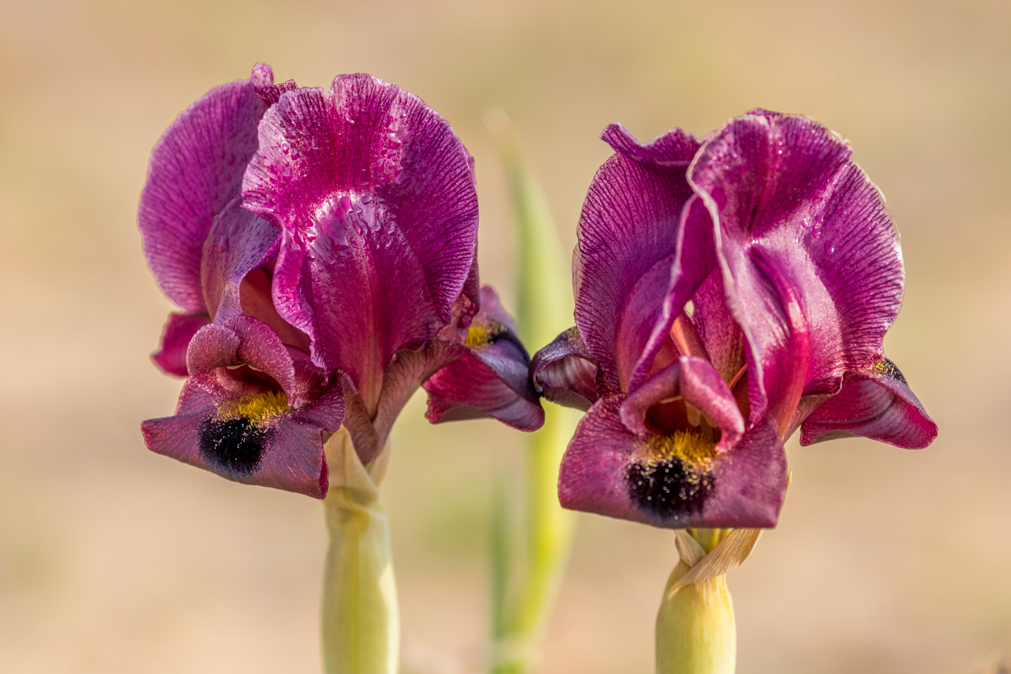 Canon EF 70-300mm F4-5.6L IS USM sample photo. Iris flowers photography
