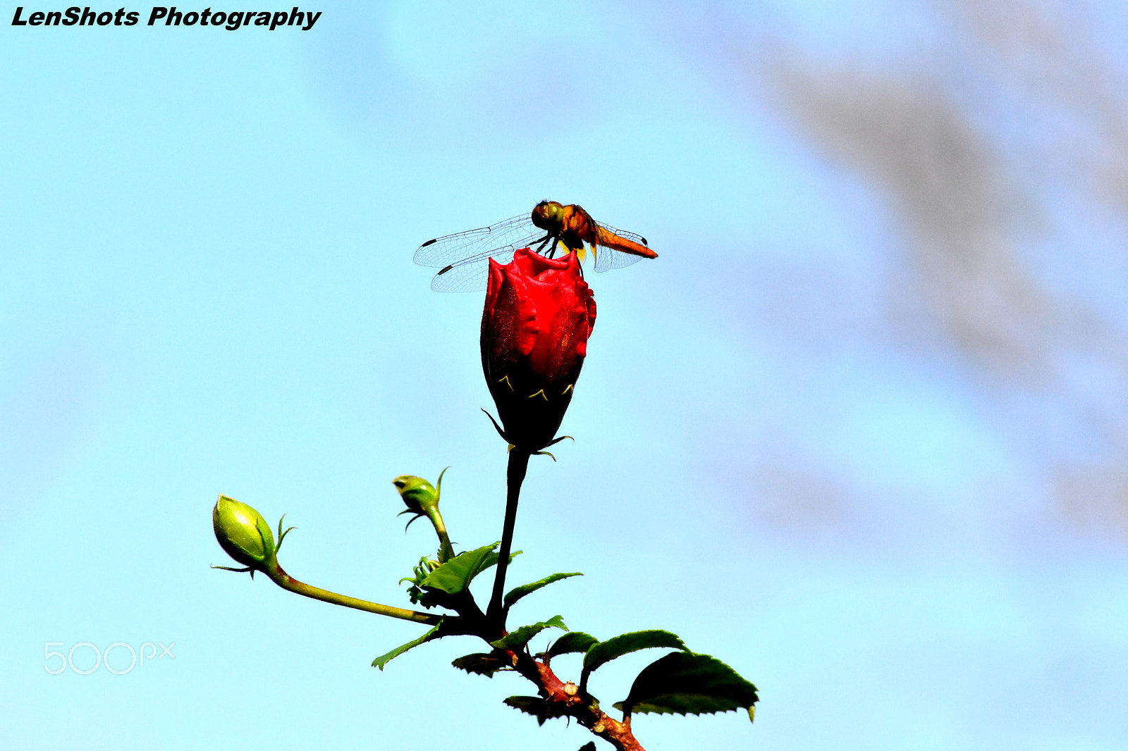 Nikon D3400 sample photo. Dragonfly on flower bud photography