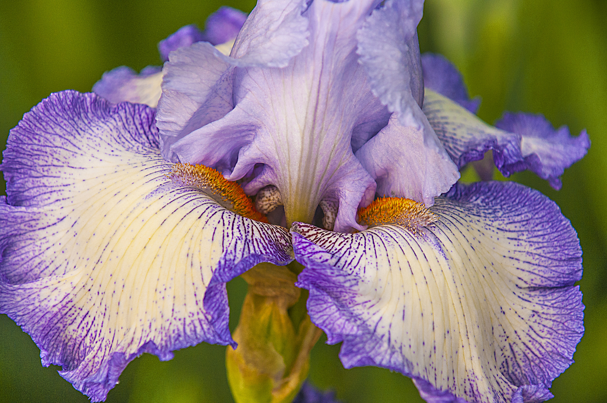 Nikon D300 sample photo. Iris photography