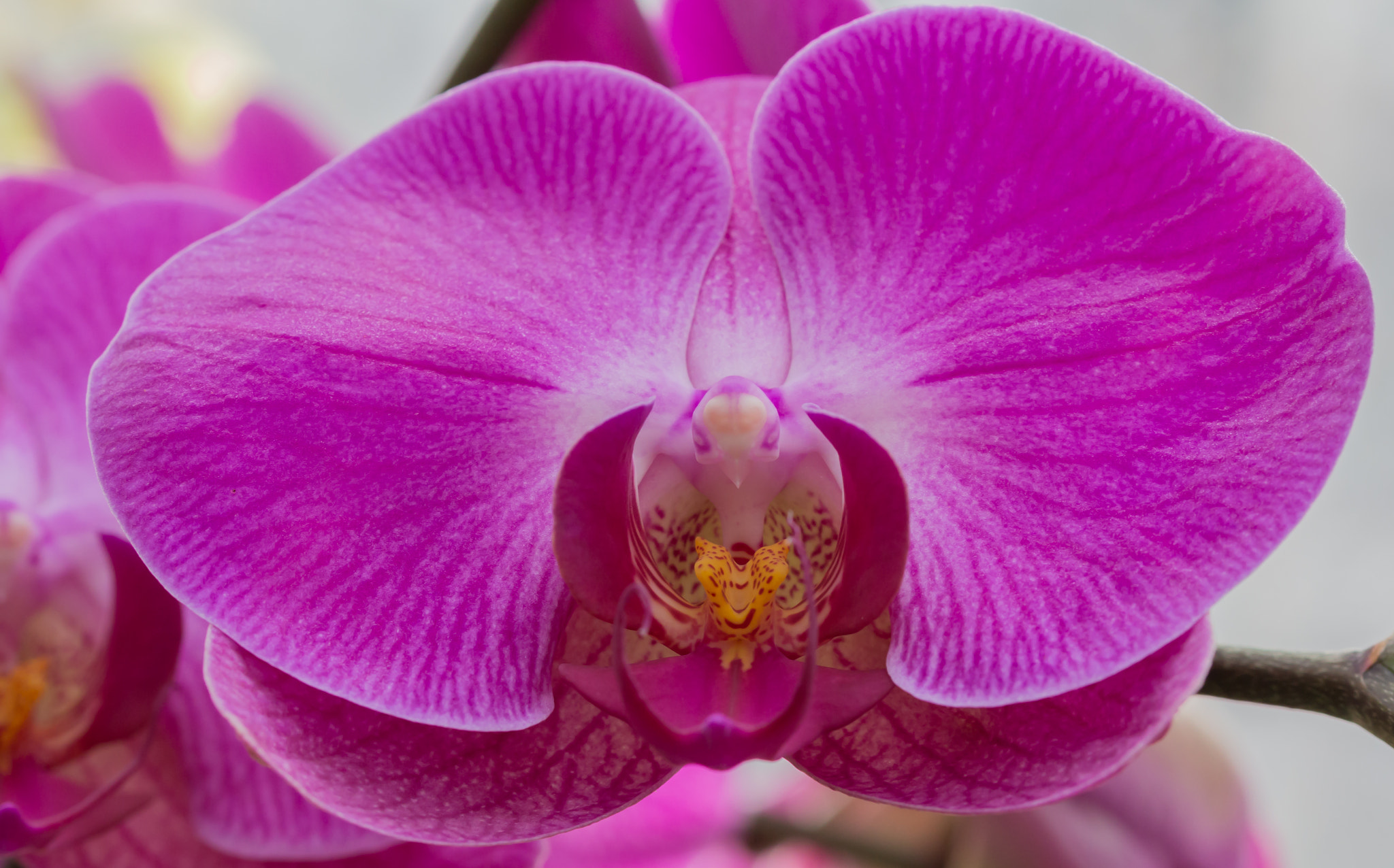 Canon EOS 700D (EOS Rebel T5i / EOS Kiss X7i) sample photo. Orchidee photography