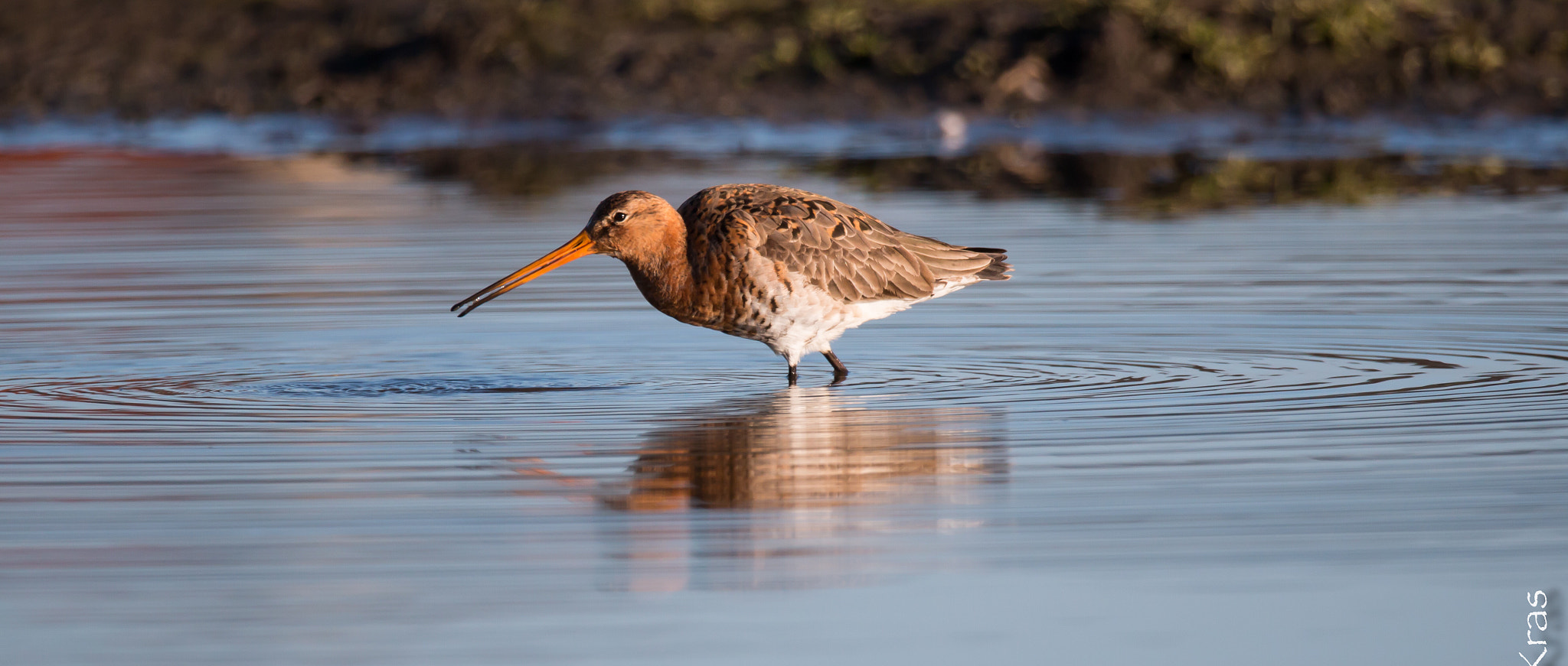 Canon EOS 70D sample photo. Welcome back black-tailed godwit photography