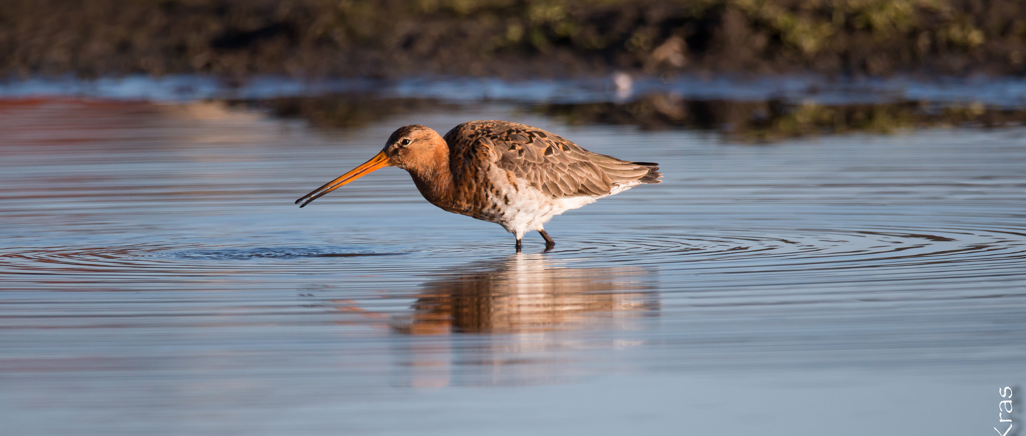 150-600mm F5-6.3 DG OS HSM | Sports 014 sample photo. Welcome back black-tailed godwit photography
