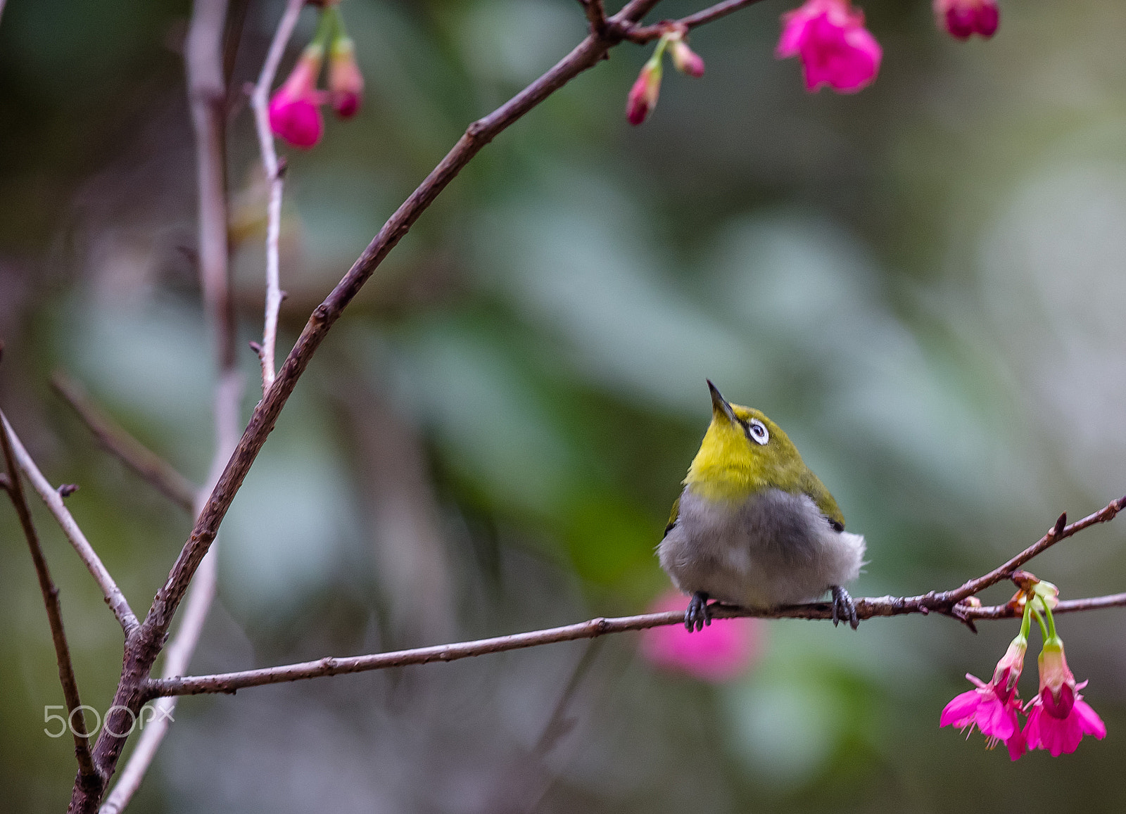 Canon EOS-1D X + Canon EF 300mm F2.8L IS II USM sample photo. Somewhere photography