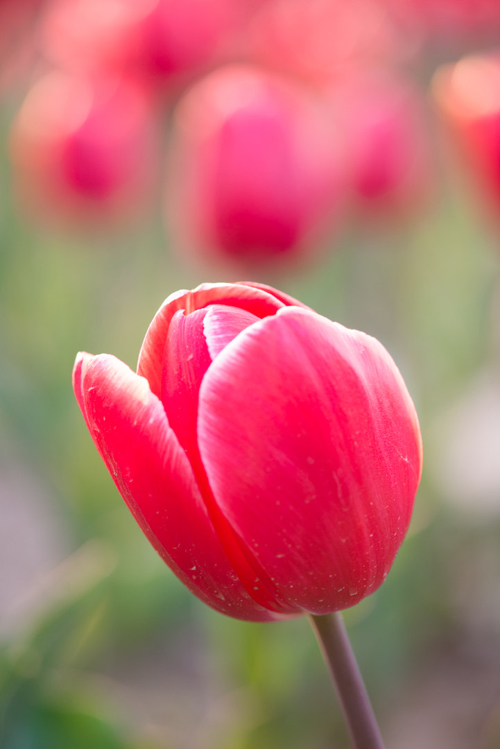Nikon AF-S Micro-Nikkor 105mm F2.8G IF-ED VR sample photo. 红色郁金香 photography