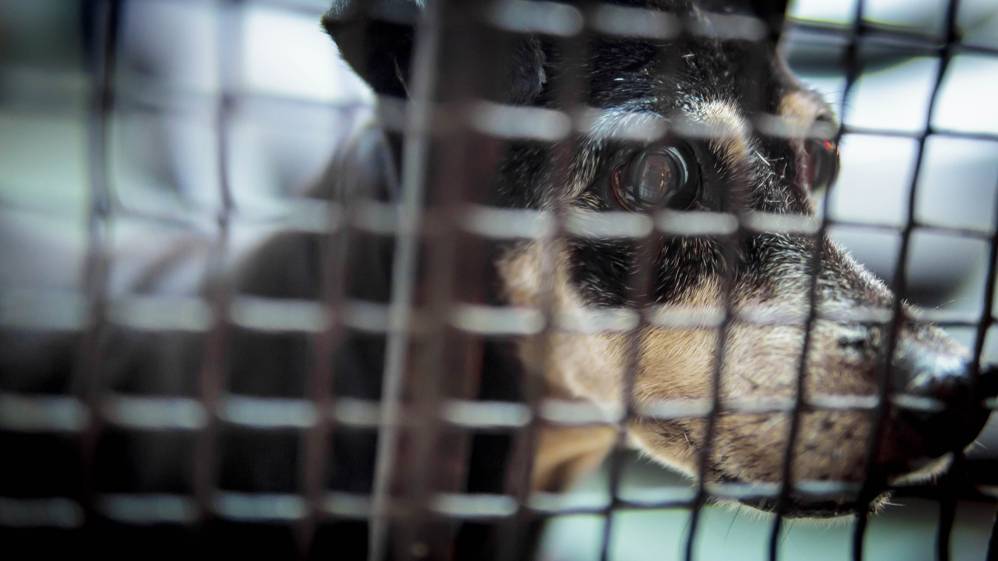 Sony Alpha NEX-C3 + Sigma 30mm F1.4 DC DN | C sample photo. Dog photography