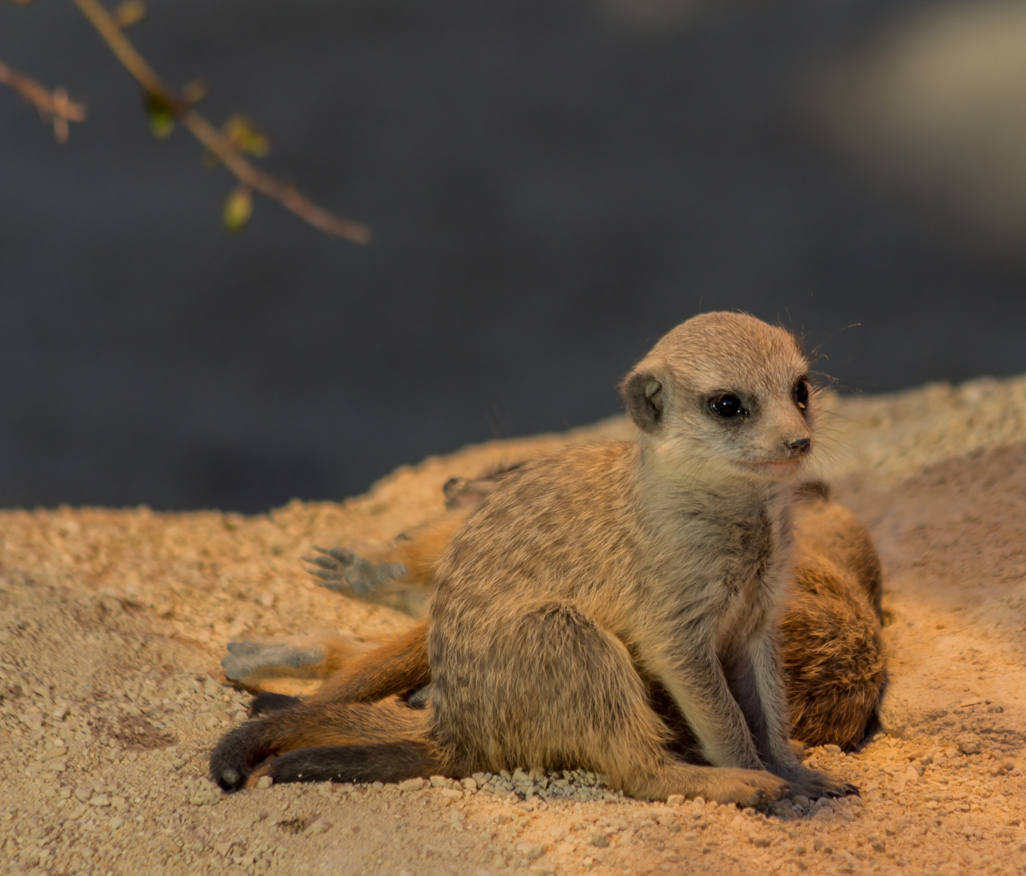 Canon EF 70-300mm F4-5.6 IS USM sample photo. Erdmännchen nachwuchs / meerkats child photography