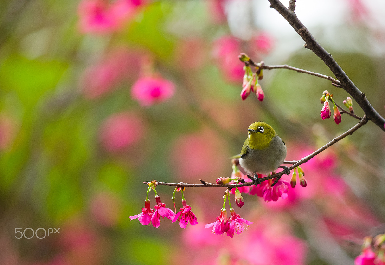 Canon EF 300mm F2.8L IS II USM sample photo. Spring is my favorite time photography