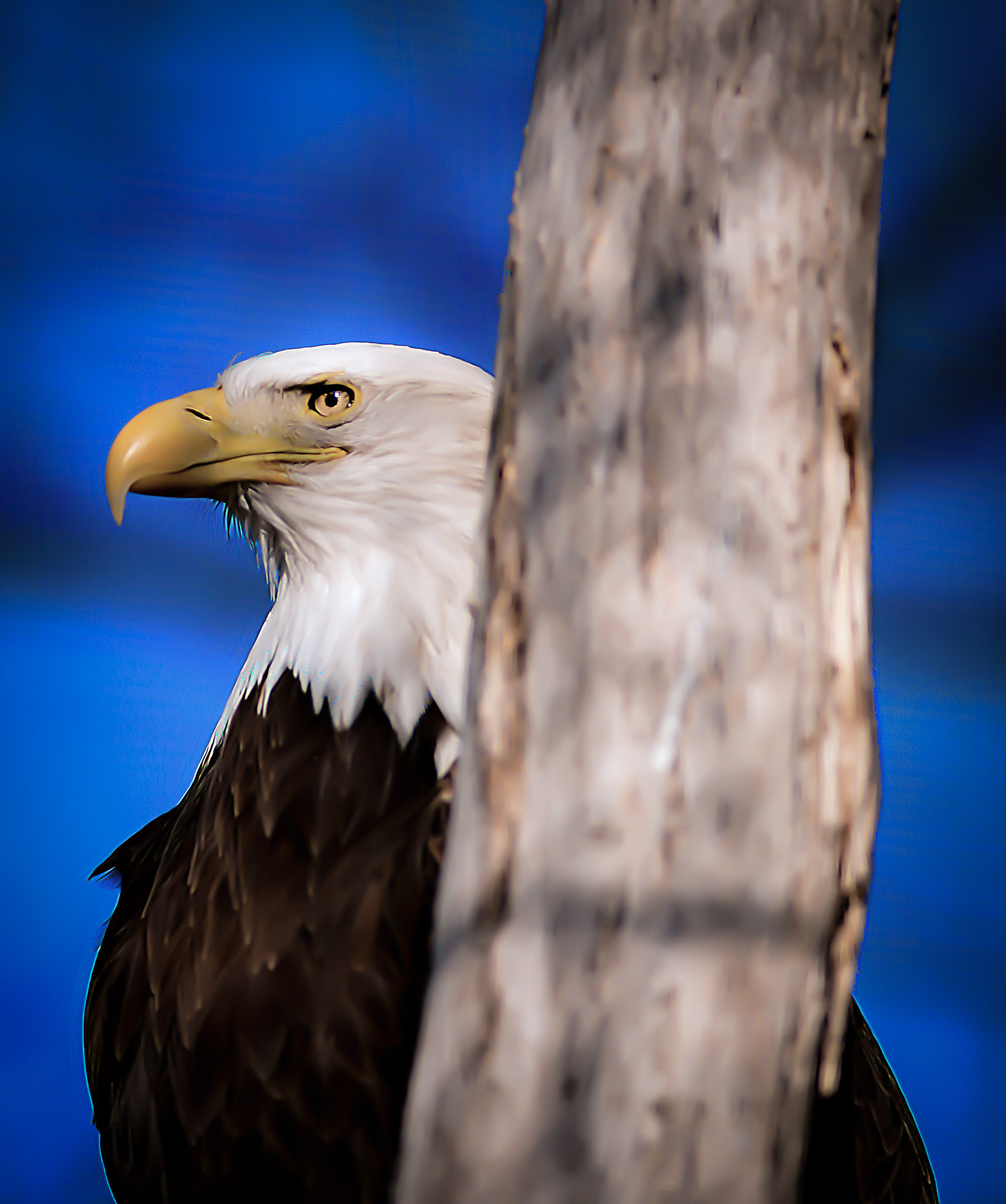 Nikon D800 sample photo. Keeping watch... photography