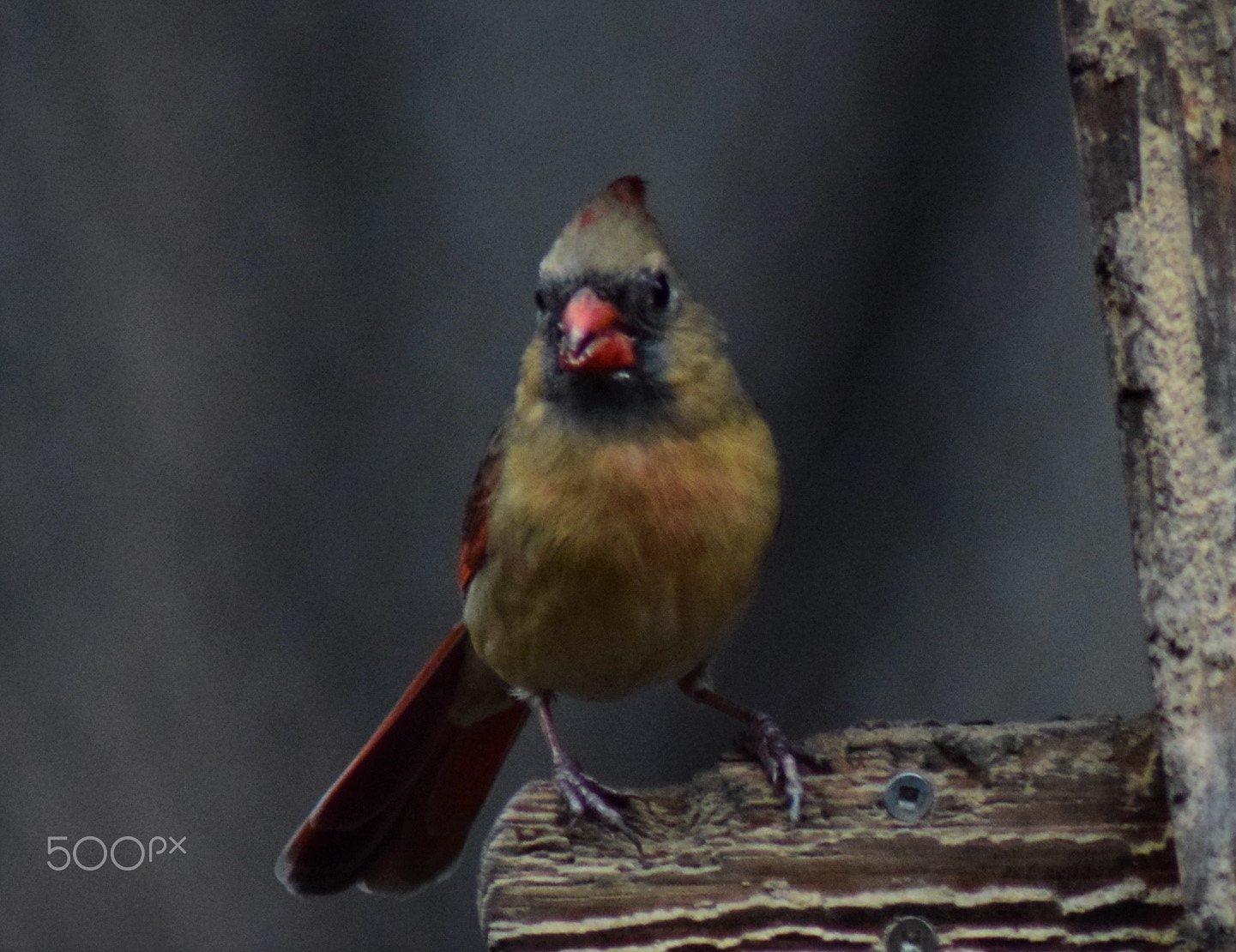 Nikon D3300 sample photo. Female cardinal on feeder looking ahead photography