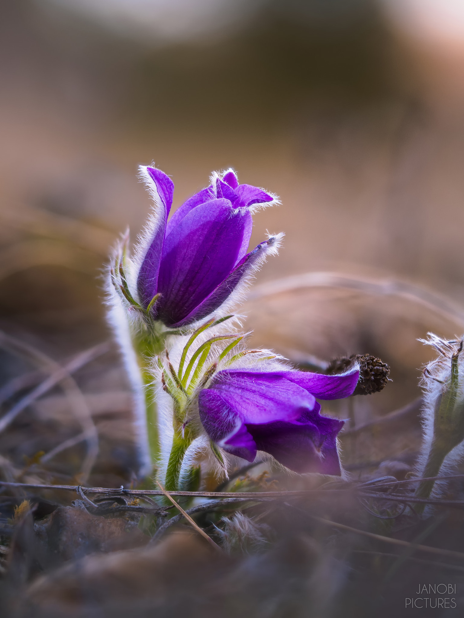 Olympus M.Zuiko Digital ED 60mm F2.8 Macro sample photo. ~ pulsatilla vulgaris ~ photography