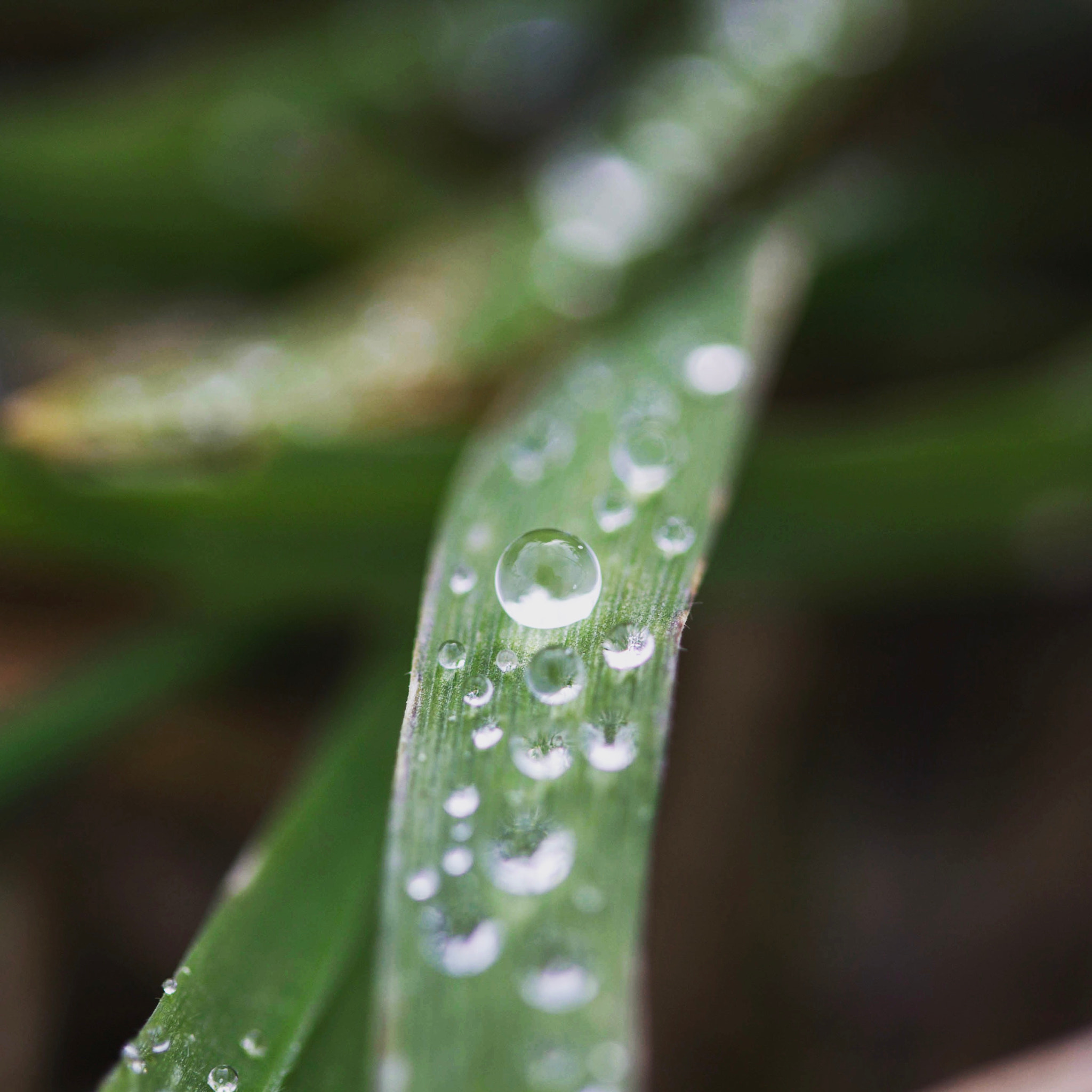 Canon EF-S 60mm F2.8 Macro USM sample photo