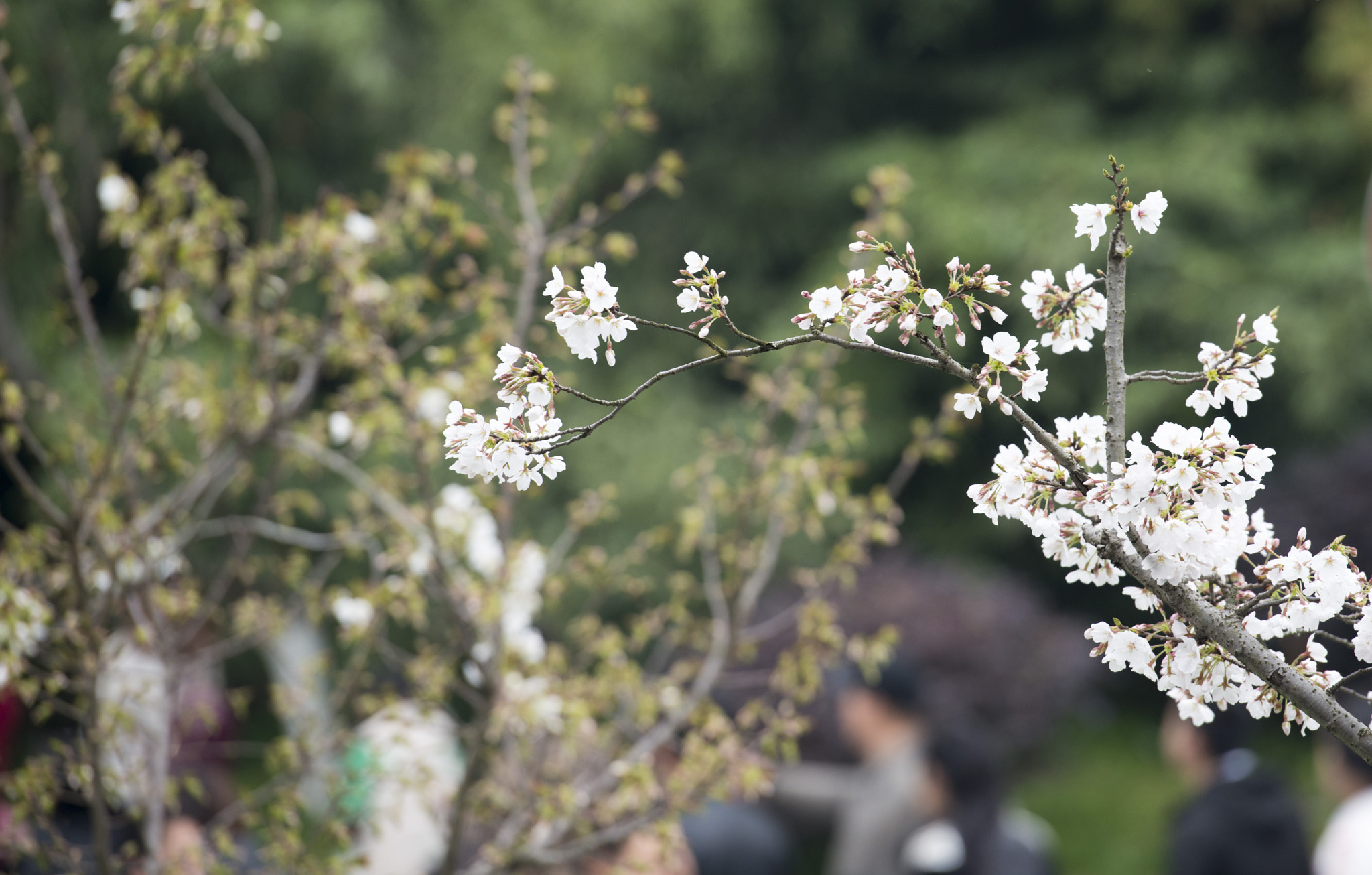Nikon AF-S Nikkor 70-200mm F2.8G ED VR II sample photo