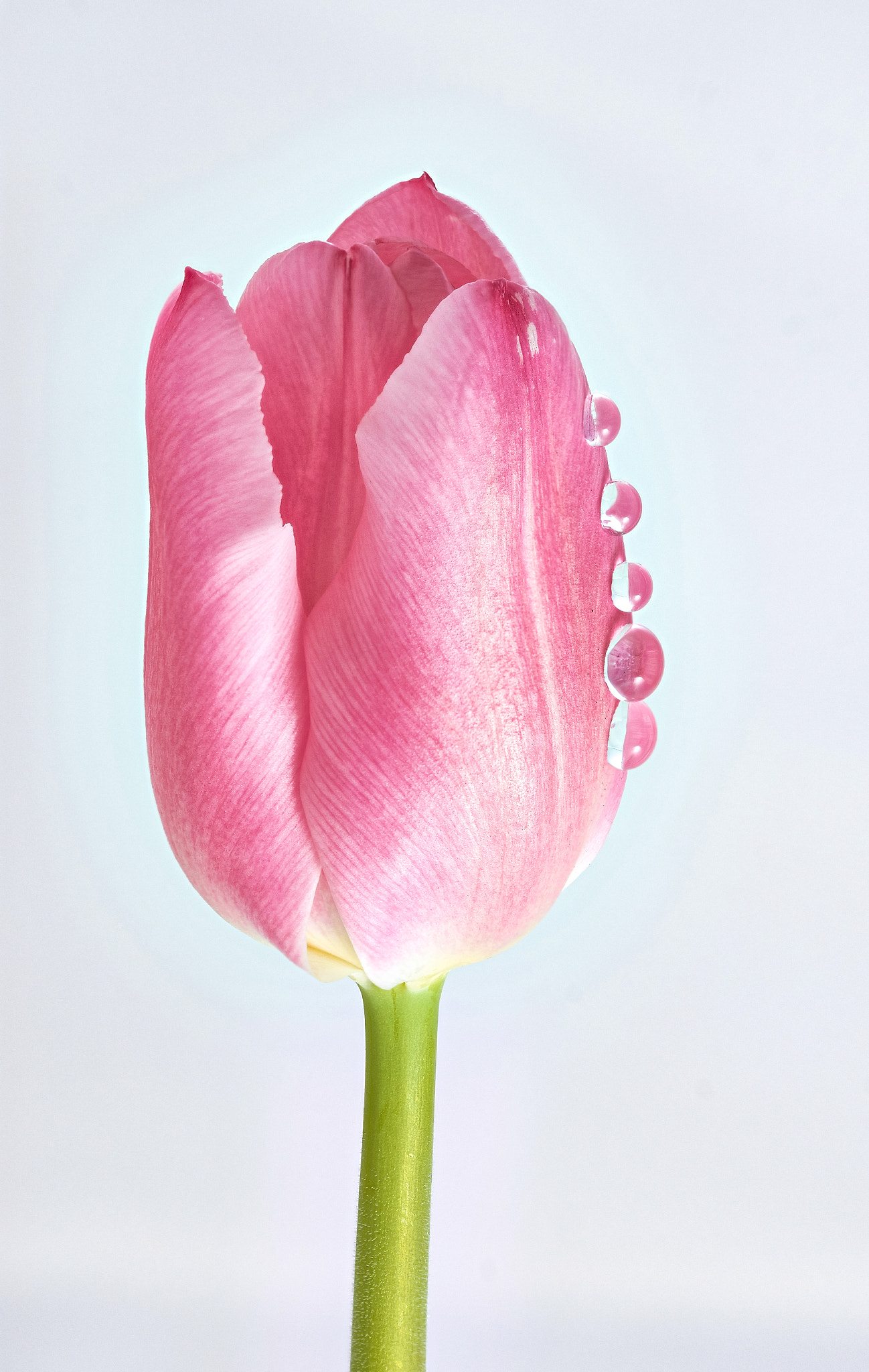 Sigma 105mm F2.8 EX DG OS HSM sample photo. Tulip pink photography