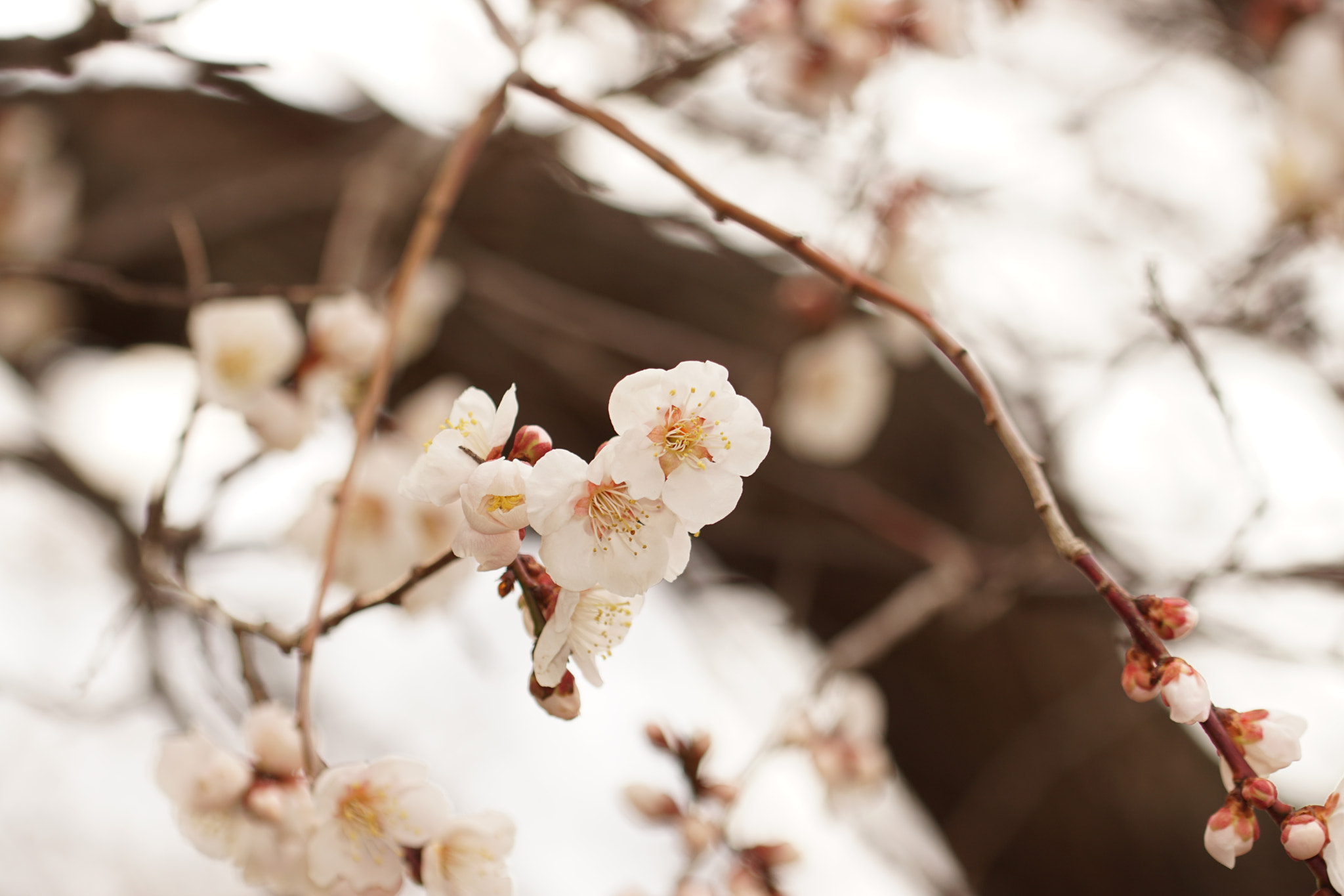 90mm F2.8 Macro SSM sample photo. Blossom01 photography