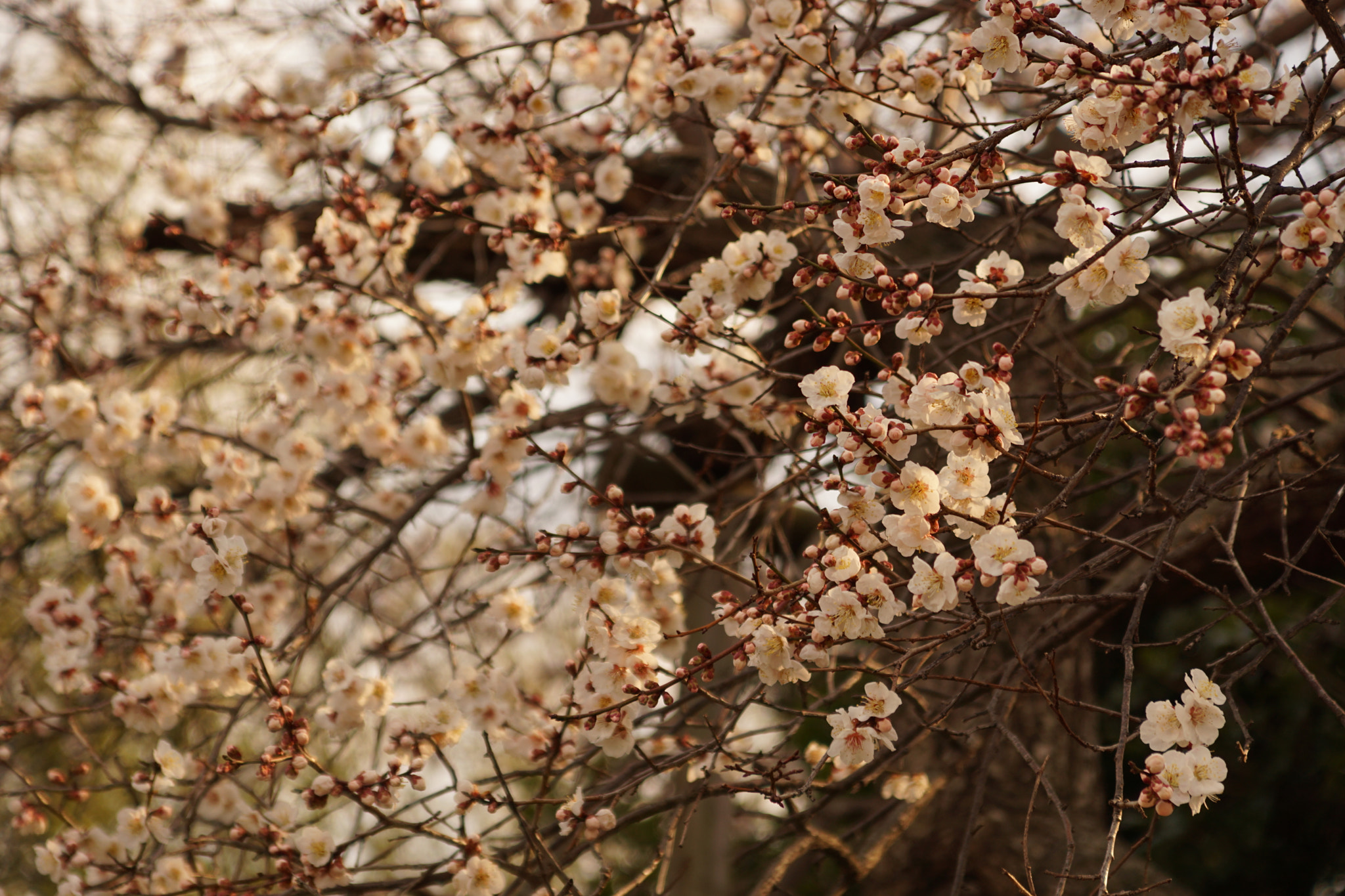 Sony ILCA-77M2 sample photo. Blossom02 photography