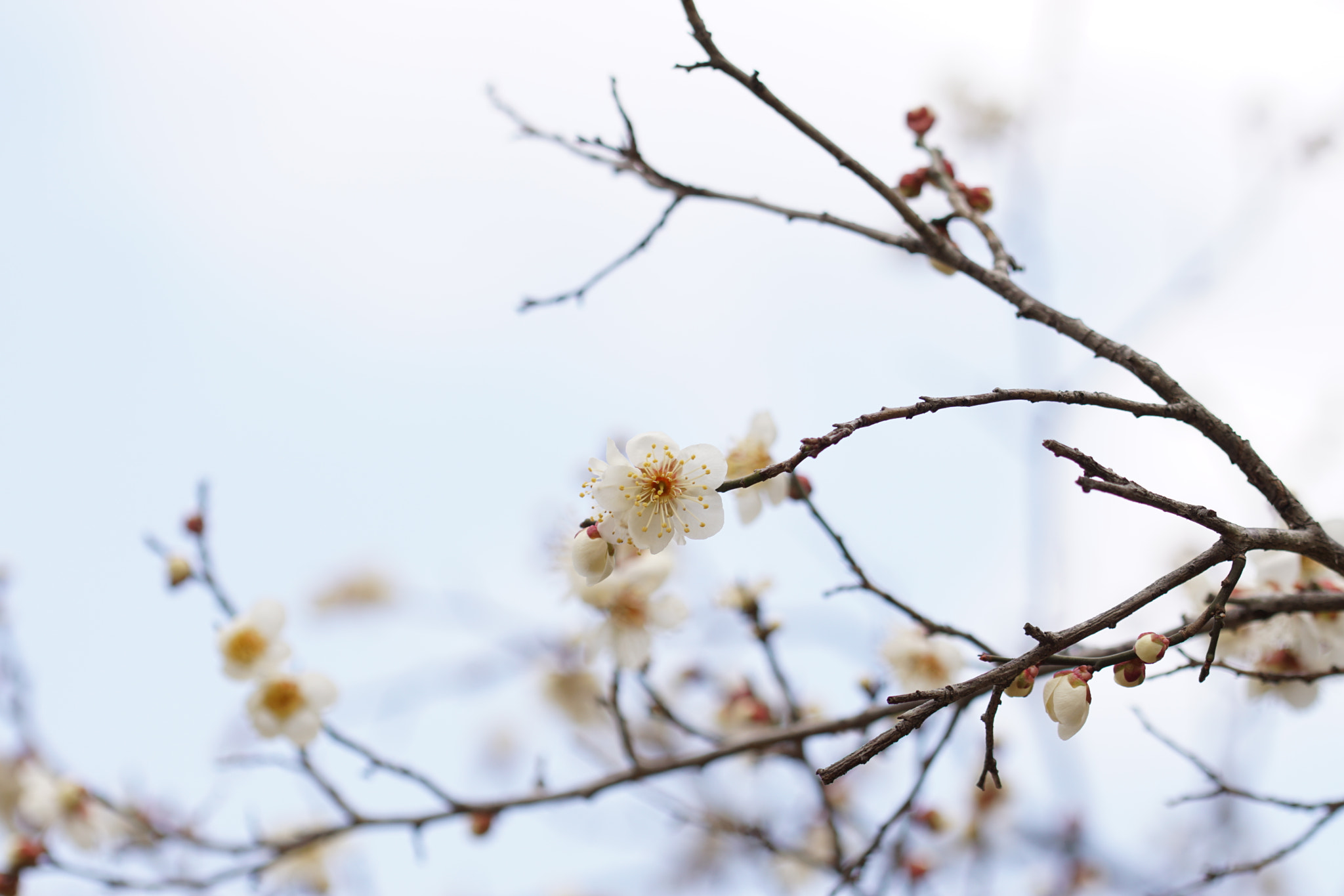 Sony ILCA-77M2 + 90mm F2.8 Macro SSM sample photo. Blossom03 photography