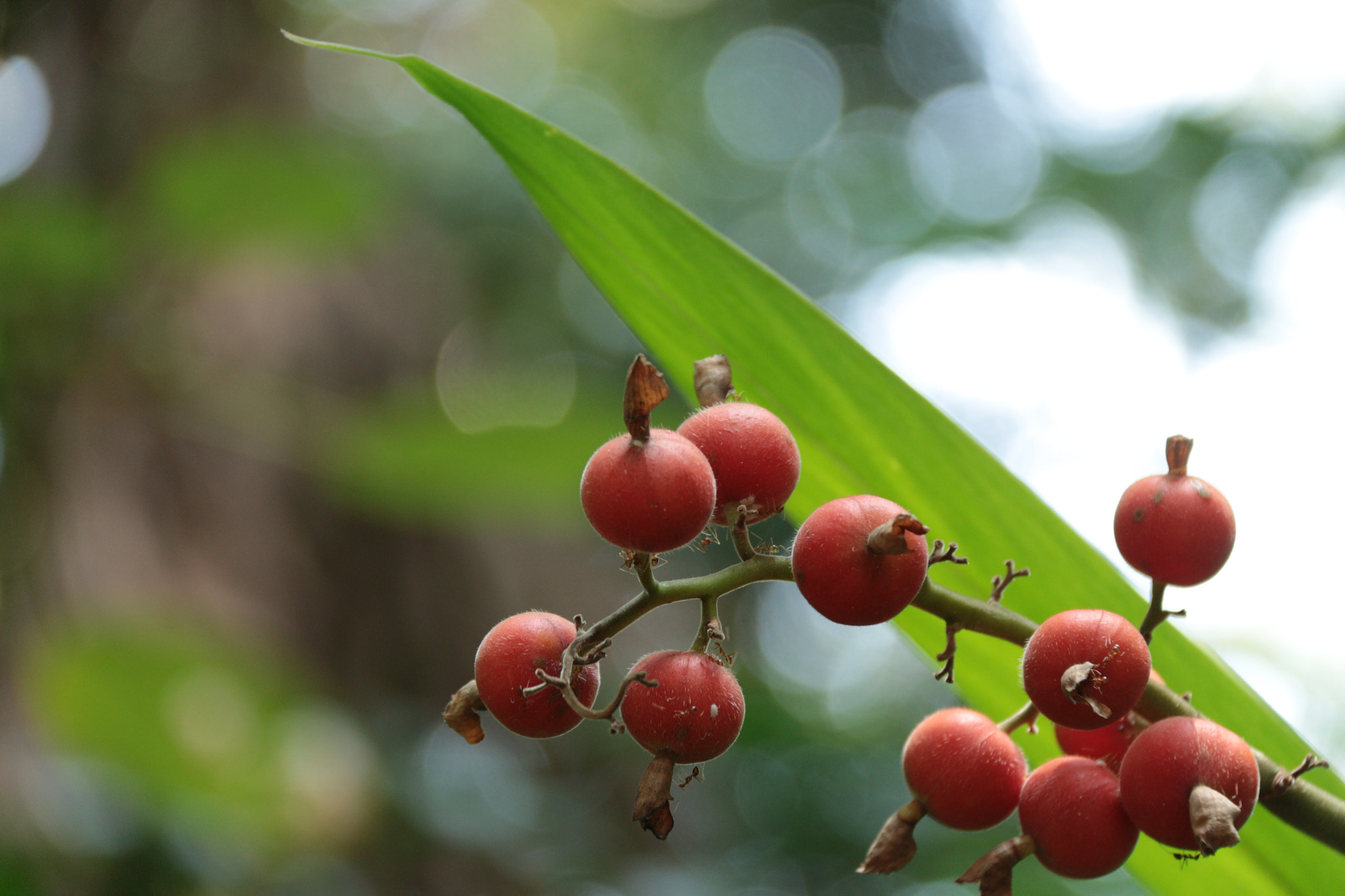 Canon EOS 700D (EOS Rebel T5i / EOS Kiss X7i) sample photo. Img photography