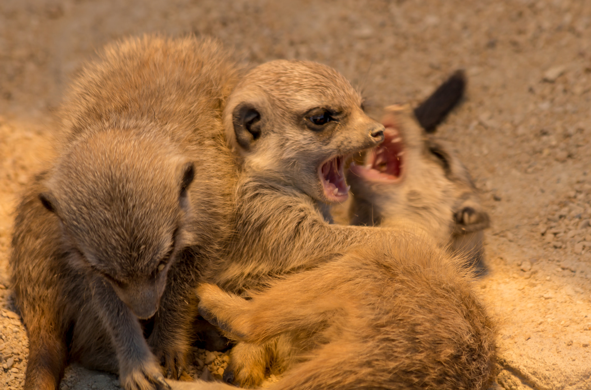 Canon EF 70-300mm F4-5.6 IS USM sample photo. Erdmännchennachwuchs / meerkats child photography