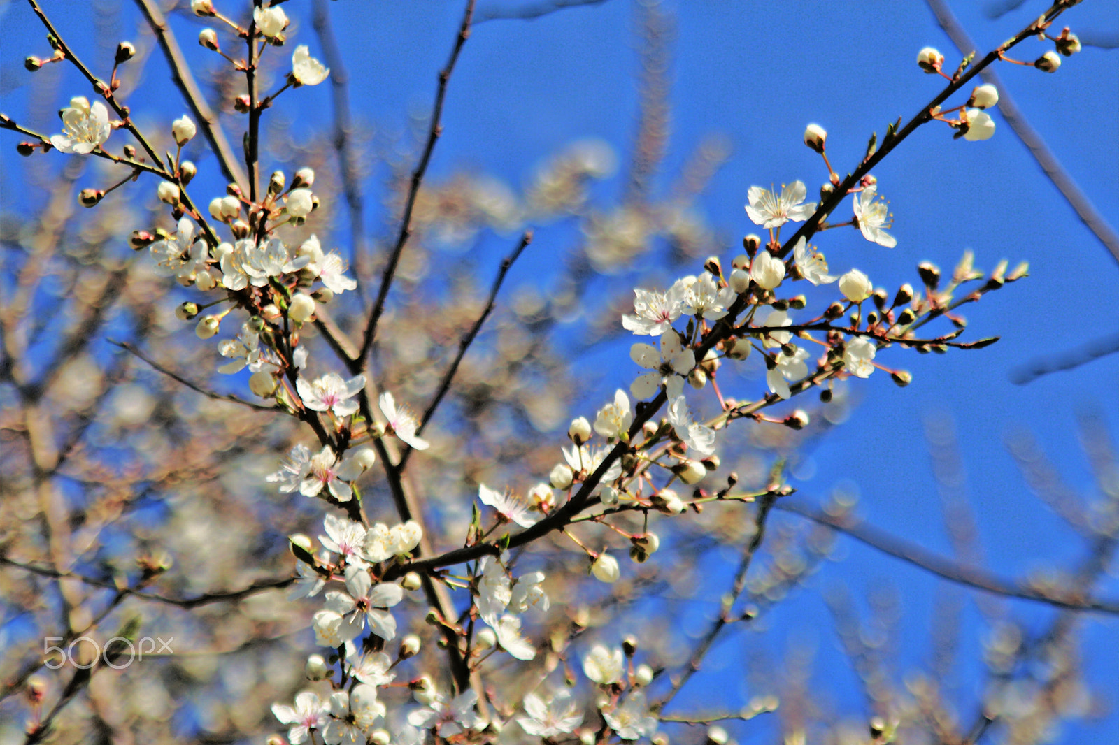 Canon EF 28-105mm F4.0-5.6 USM sample photo. Springtime photography