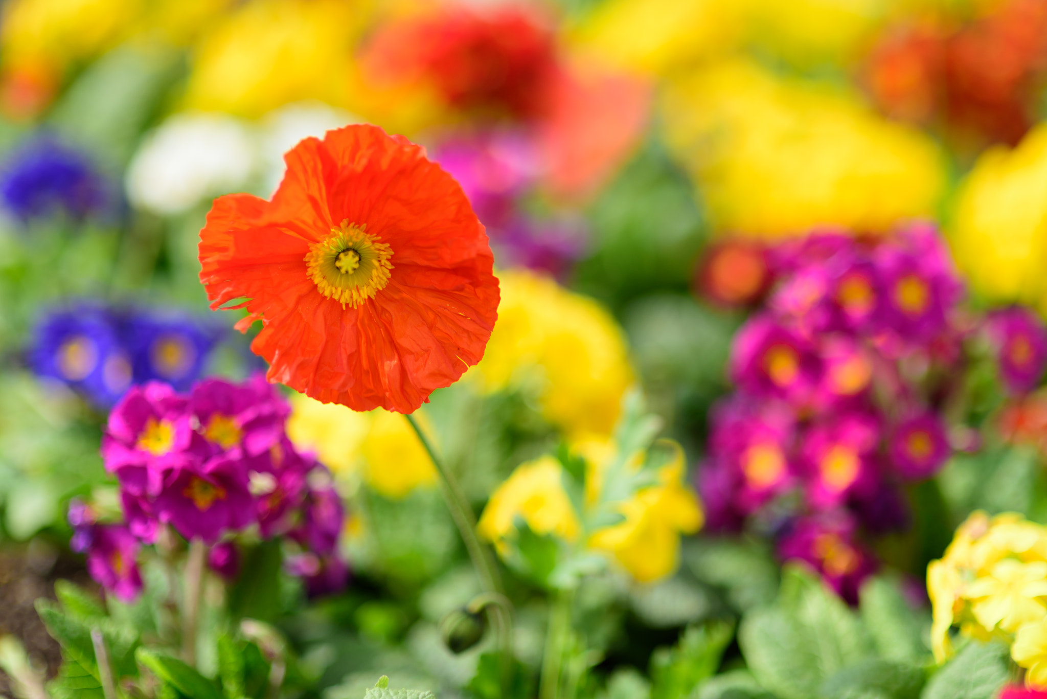 Nikon D750 sample photo. Spring flowers on a booked background photography