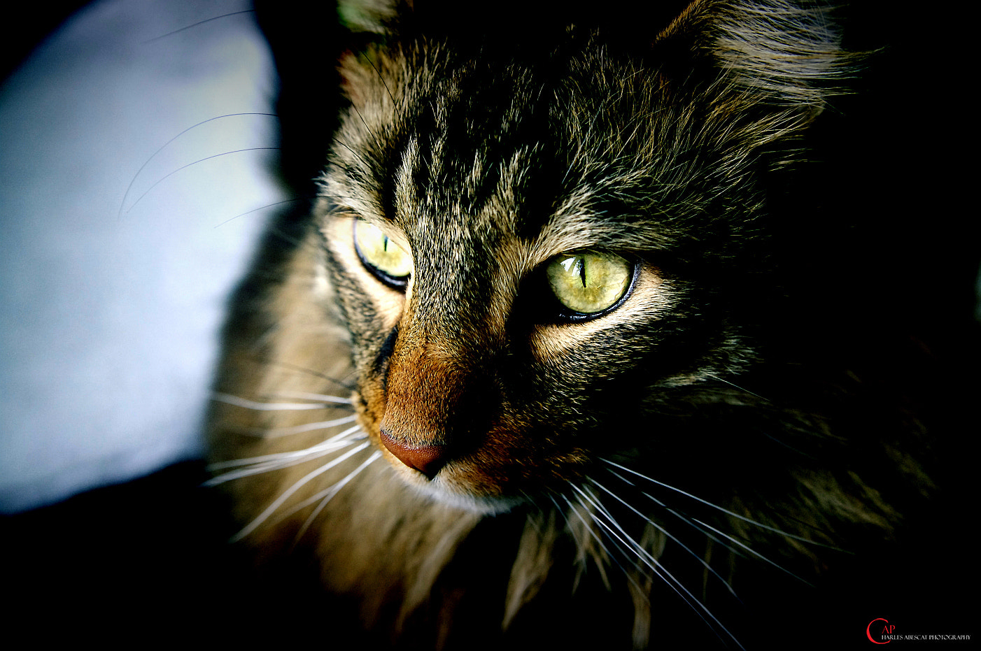 Pentax K-7 sample photo. Asyla photography