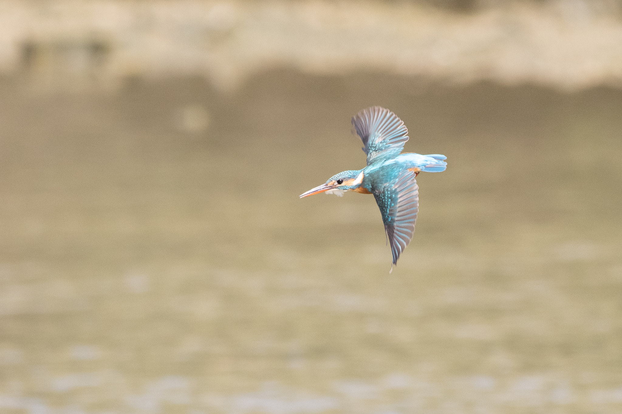 150-600mm F5-6.3 DG OS HSM | Contemporary 015 sample photo. Kingfisher photography