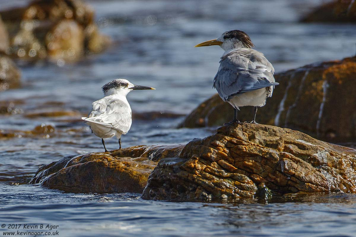 Canon EF 500mm F4L IS USM sample photo. Greater crested tern, thalasseus bergii photography