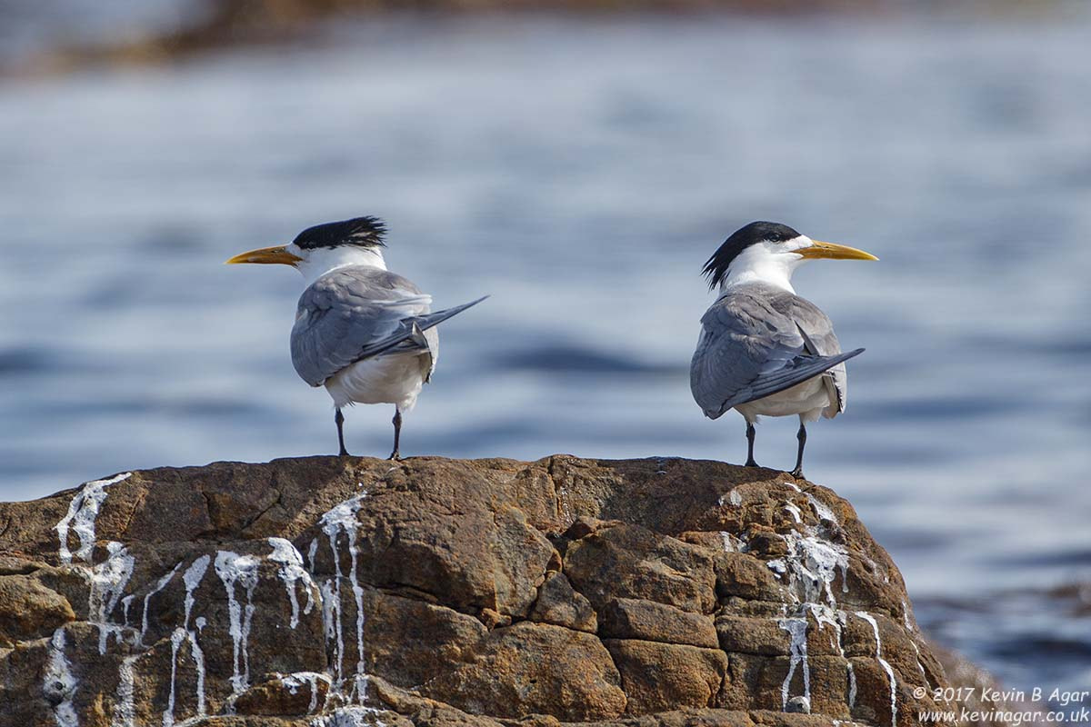 Canon EOS 7D Mark II + Canon EF 500mm F4L IS USM sample photo. Greater crested tern, thalasseus bergii photography