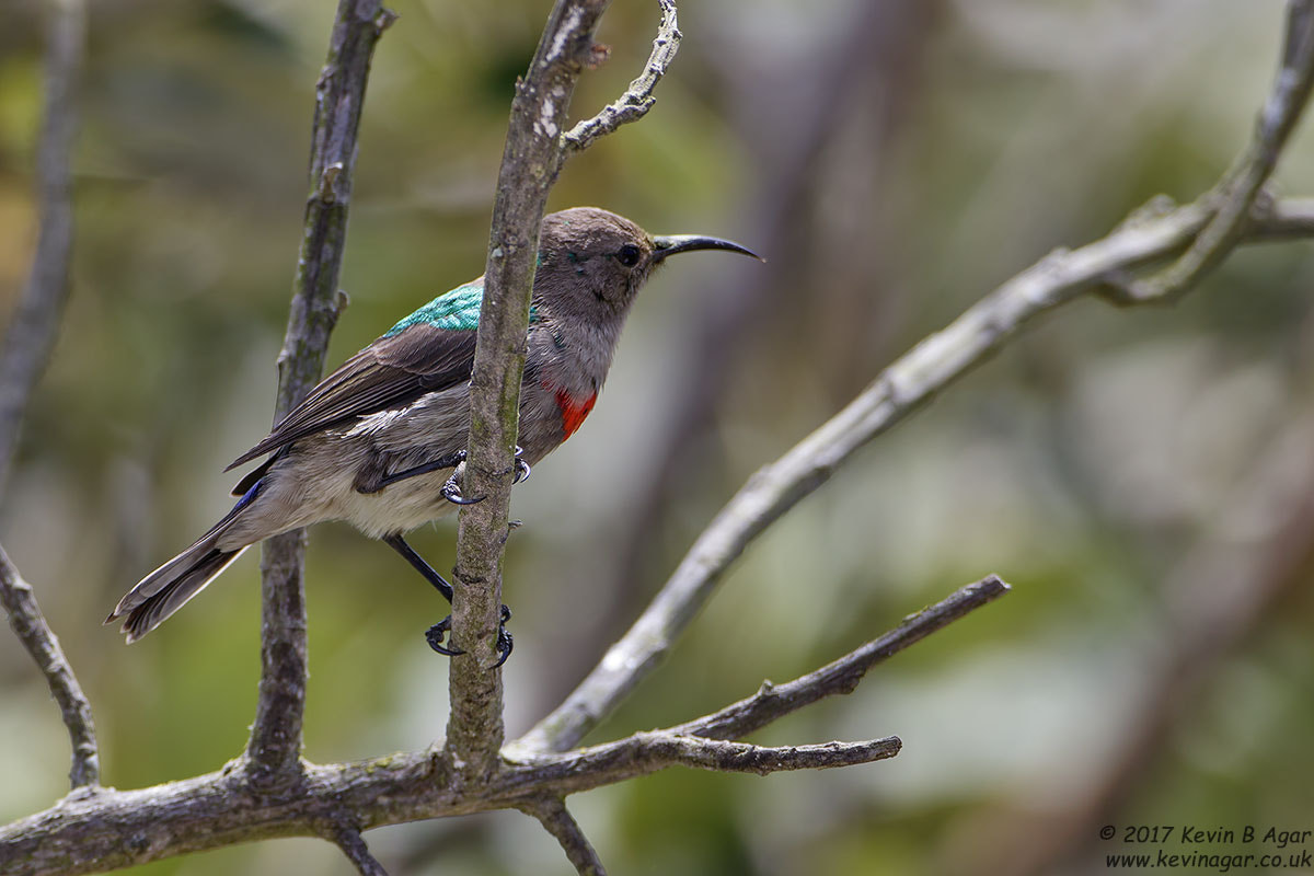 Canon EOS 7D Mark II + Canon EF 500mm F4L IS USM sample photo. Southern double-collared sunbird photography