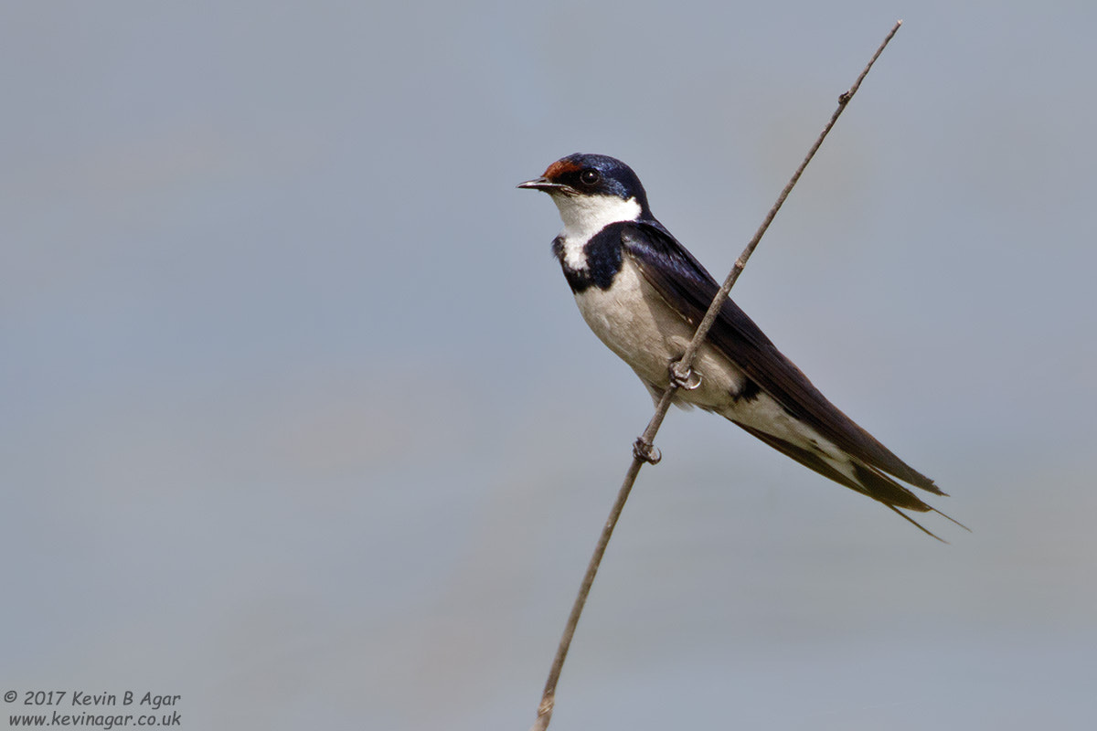 Canon EOS 7D Mark II + Canon EF 500mm F4L IS USM sample photo. White-throated swallow photography