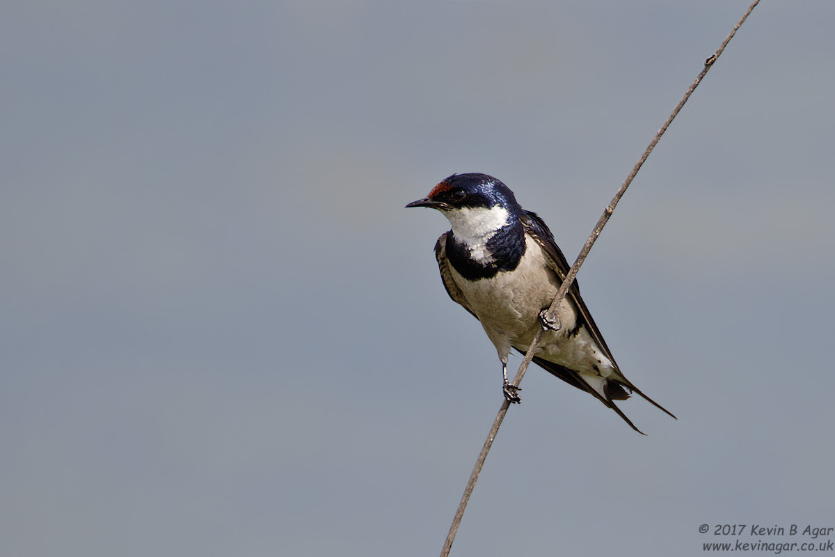 Canon EOS 7D Mark II + Canon EF 500mm F4L IS USM sample photo. White-throated swallow photography