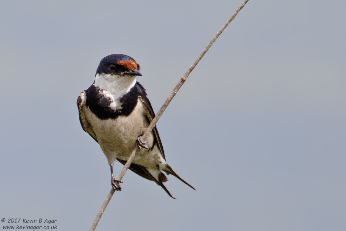 Canon EOS 7D Mark II + Canon EF 500mm F4L IS USM sample photo. White-throated swallow photography