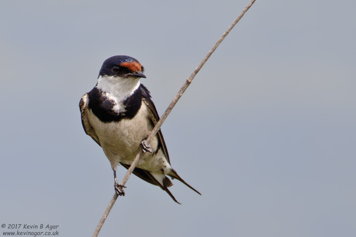 Canon EF 500mm F4L IS USM sample photo. White-throated swallow photography